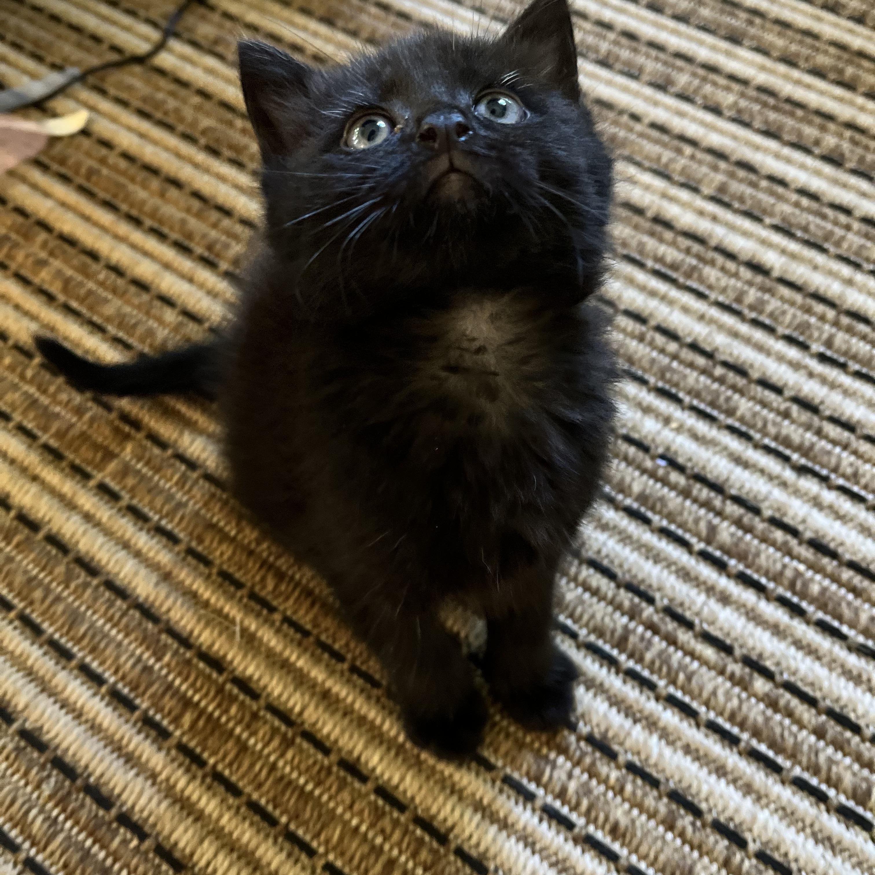 Maple, a Adoptable Domestic Short Hair in Seneca, SC image 3/4