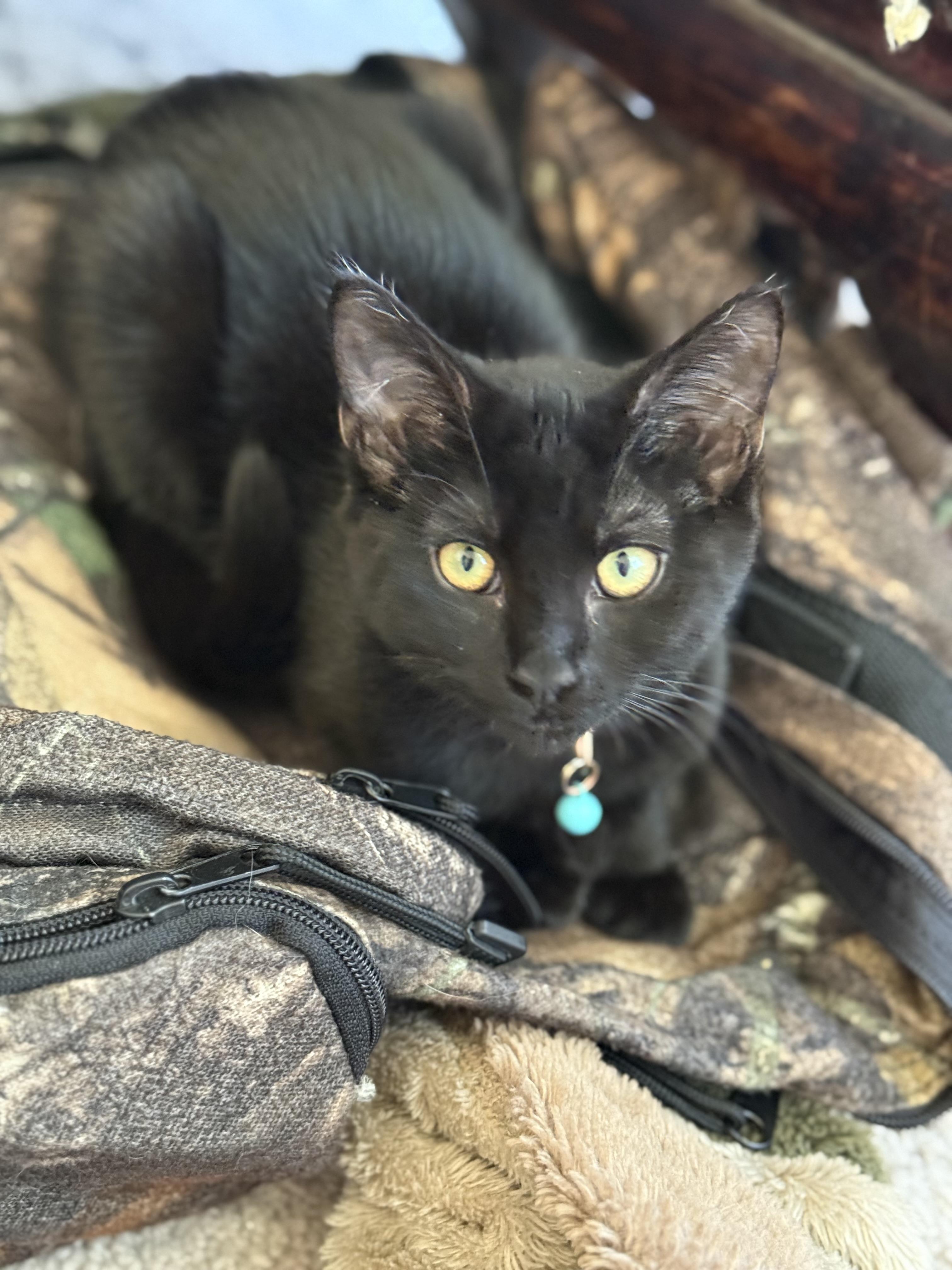 Maple, a Adoptable Domestic Short Hair in Seneca, SC image 4/4