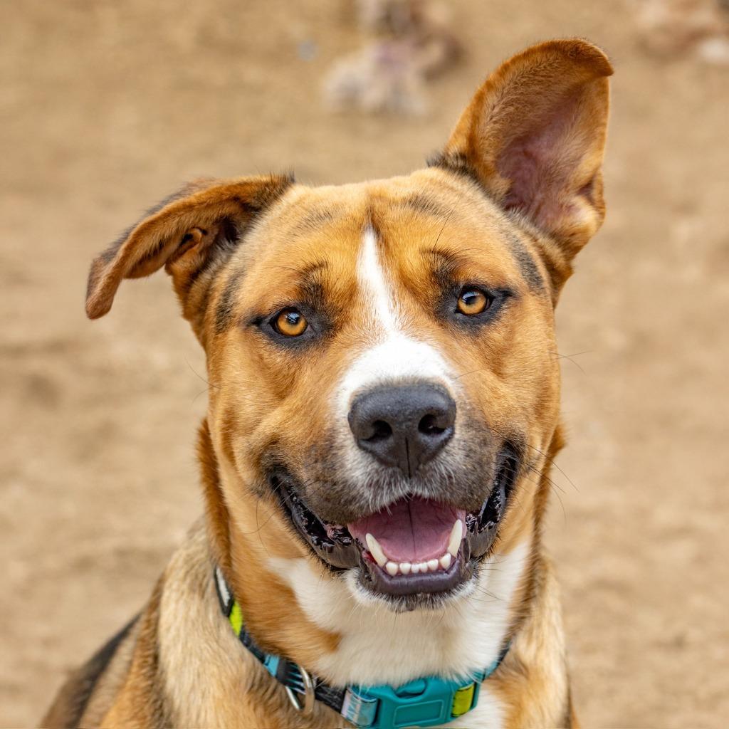 Buster, Adoptable, Adult Male Pit Bull Terrier.