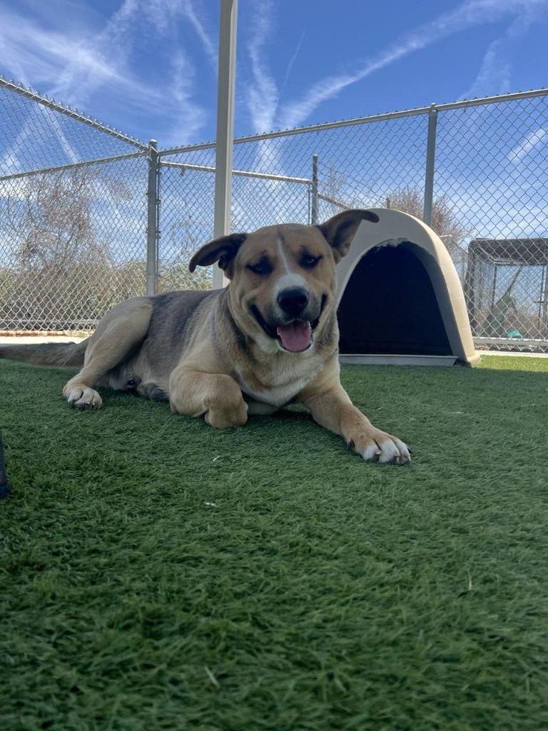 Enlarge Buster, a Adoptable mixed breed in Tehachapi, CA image 3/3