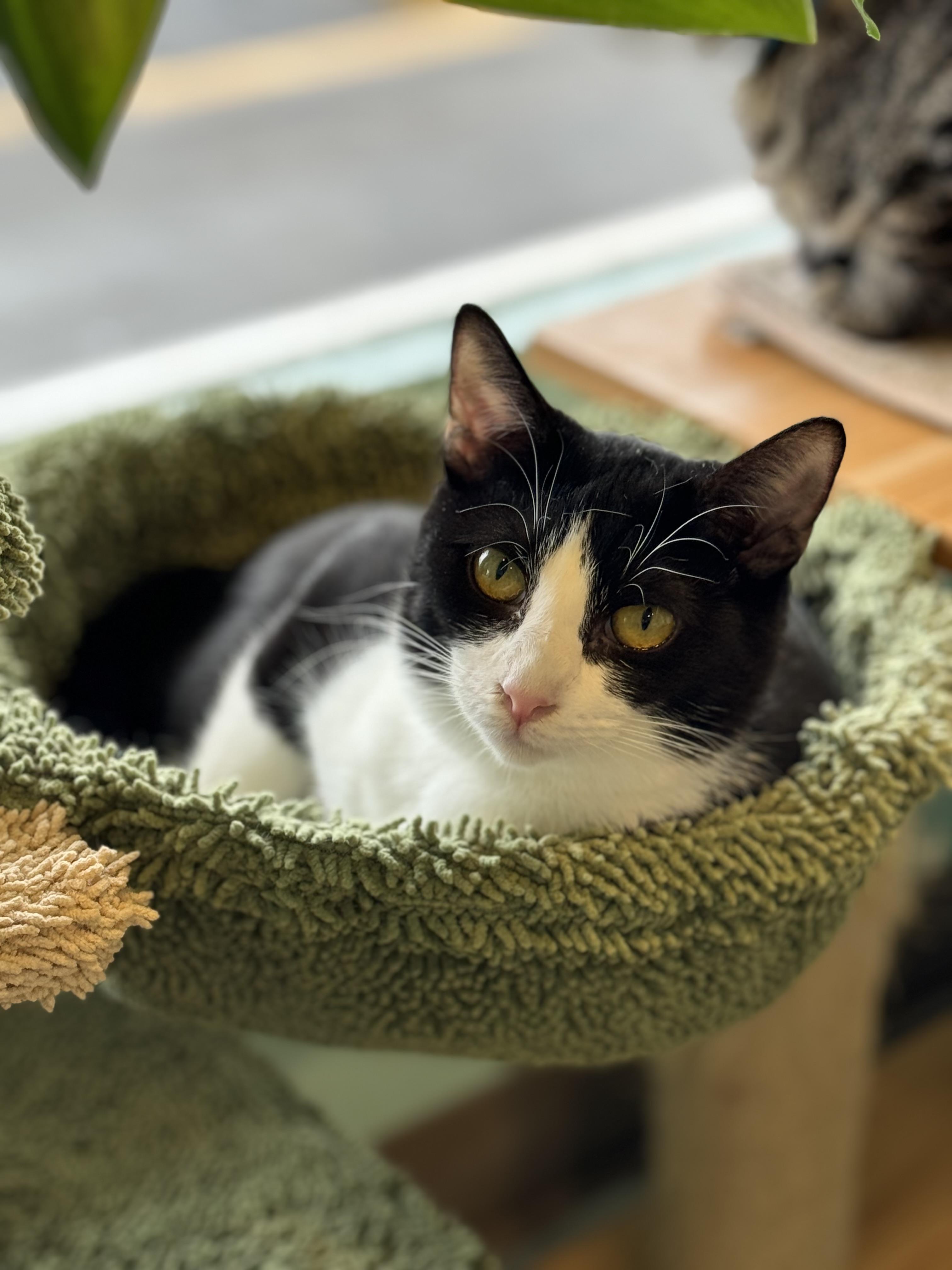 Enlarge Bugsy, a Adoptable Domestic Short Hair in Aiea, HI image 1/4