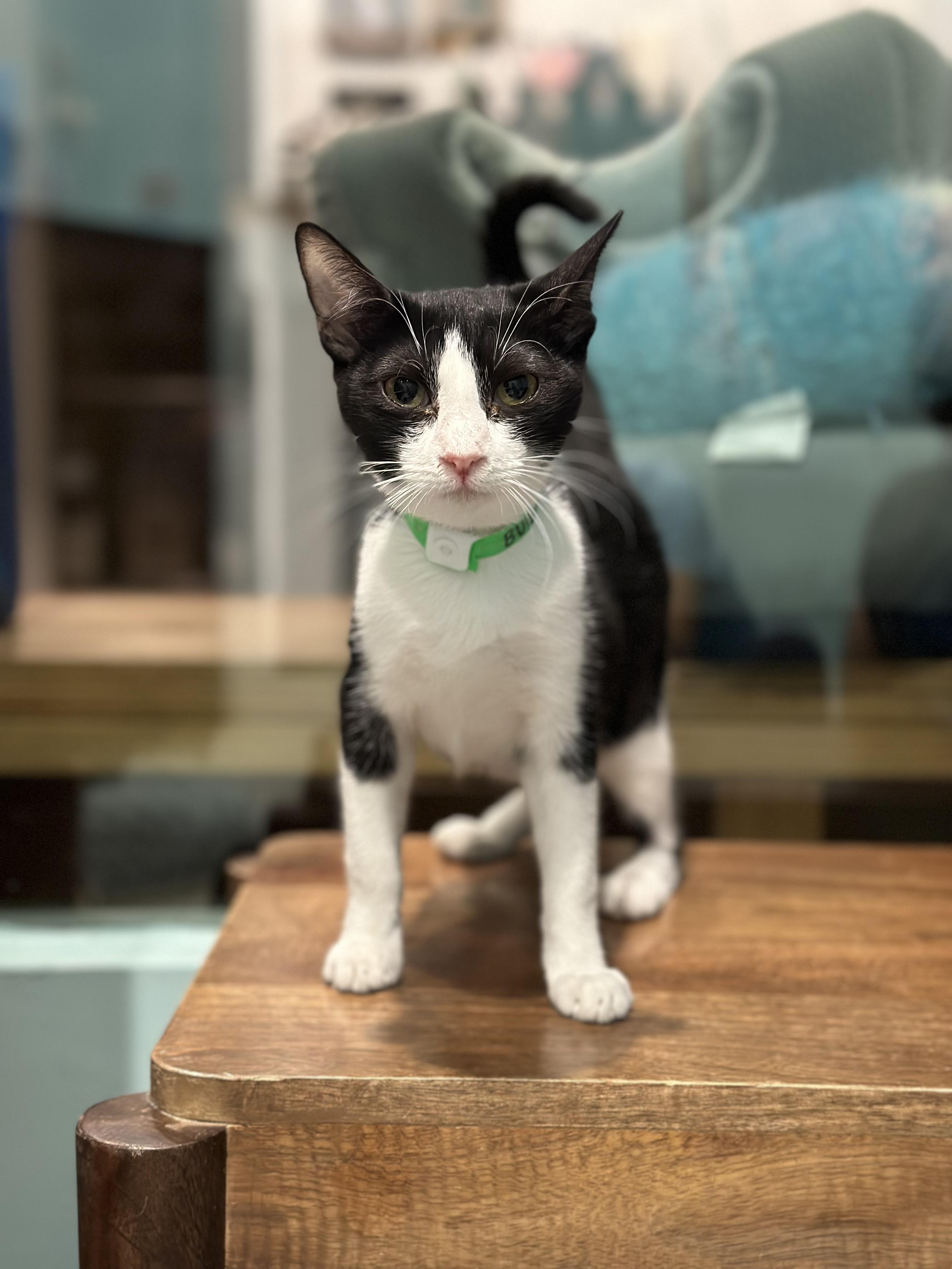 Enlarge Bugsy, a Adoptable Domestic Short Hair in Aiea, HI image 2/2