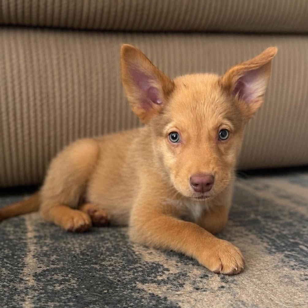 Honey, Adoptable, Puppy Female Husky & Mixed Breed.