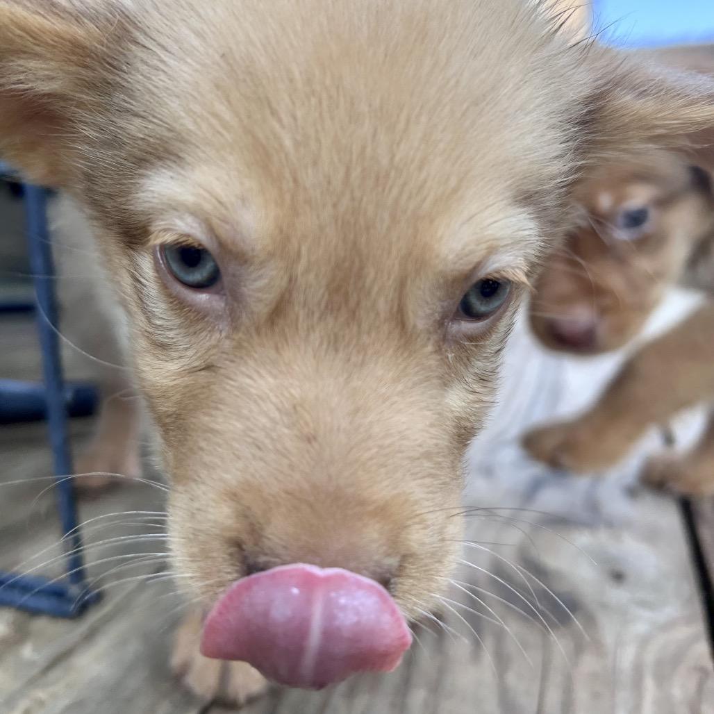 Enlarge Honey, a Adoptable mixed breed in Peculiar, MO image 2/6