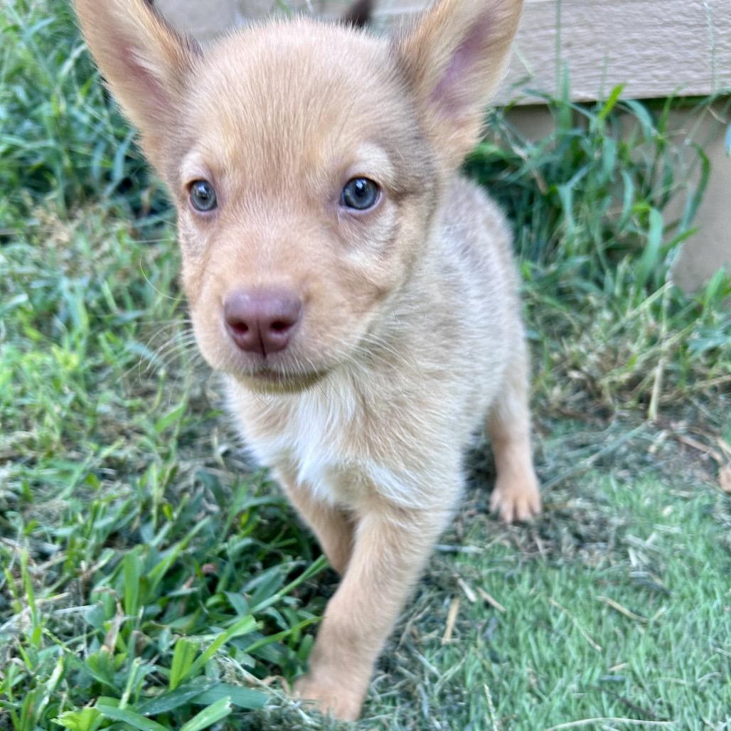 Enlarge Honey, a Adoptable mixed breed in Peculiar, MO image 3/6