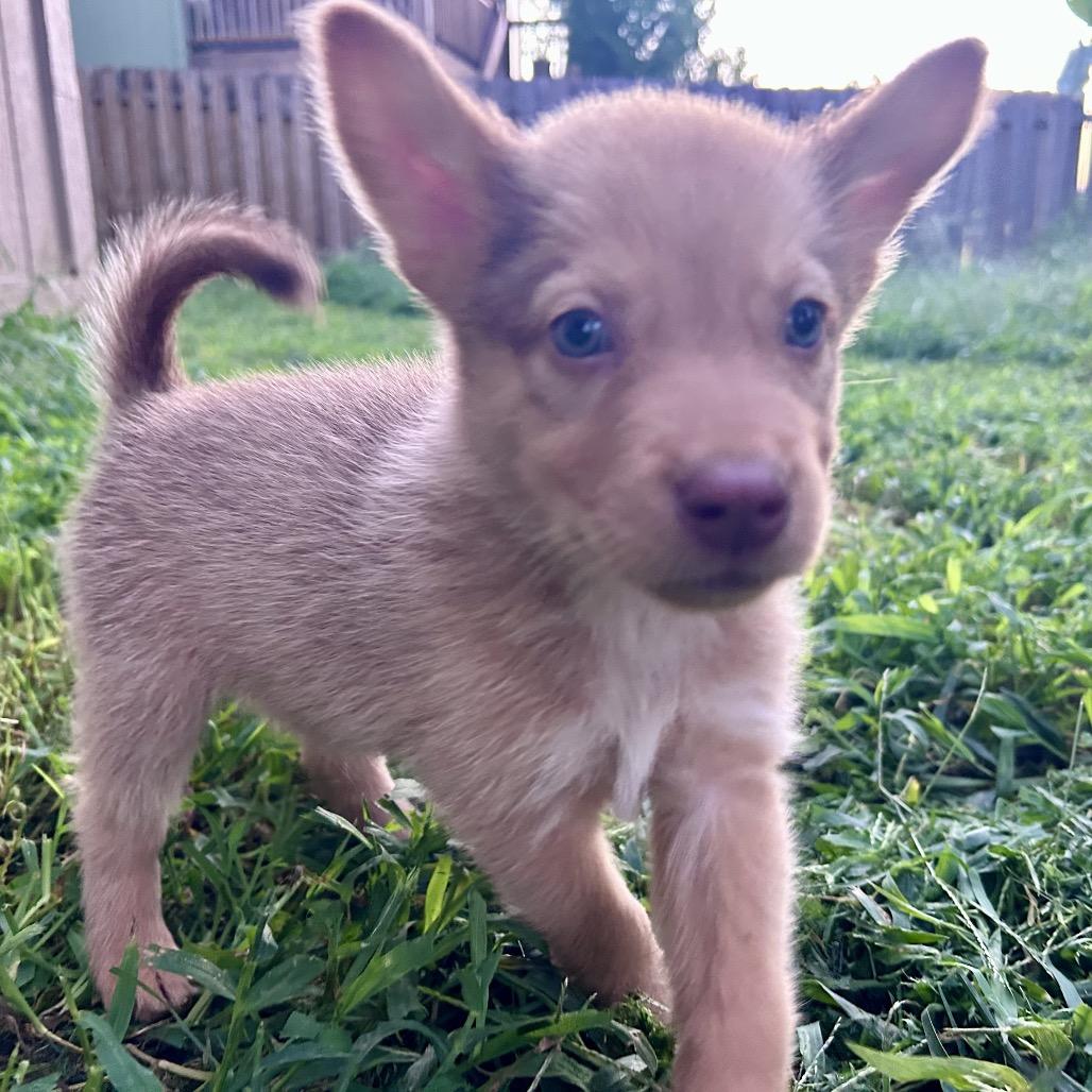 Enlarge Honey, a Adoptable mixed breed in Peculiar, MO image 5/6