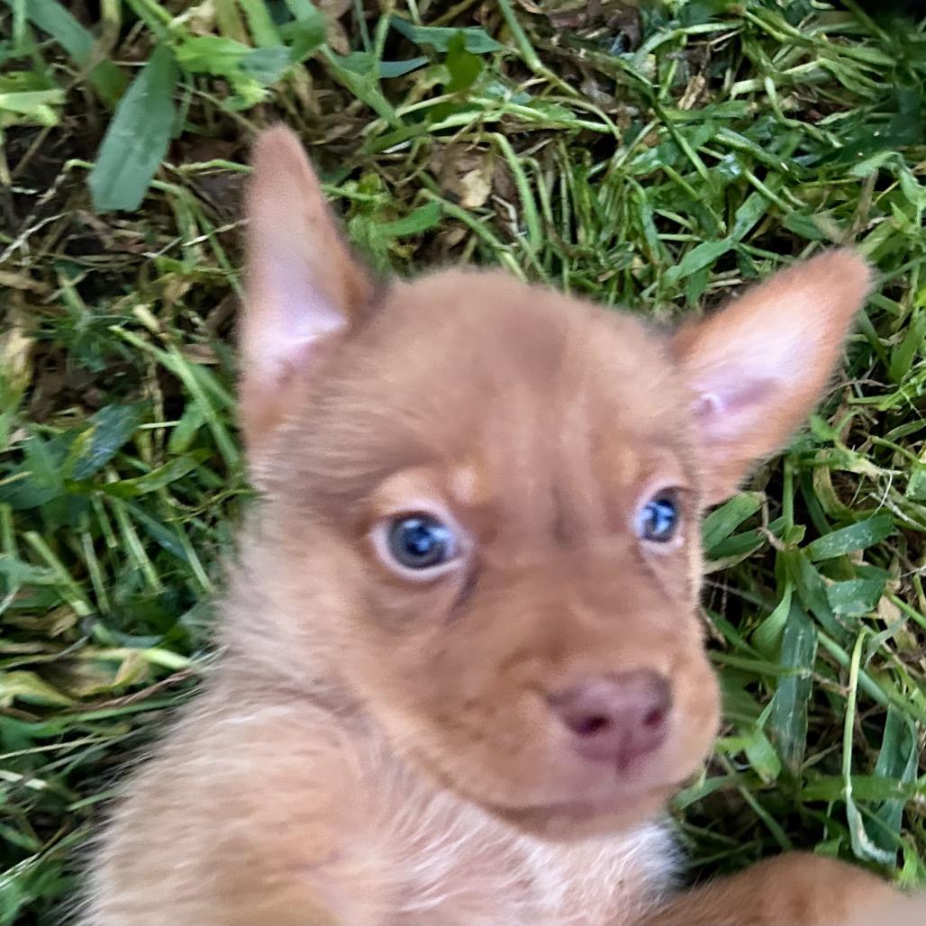 Enlarge Honey, a Adoptable mixed breed in Peculiar, MO image 6/6
