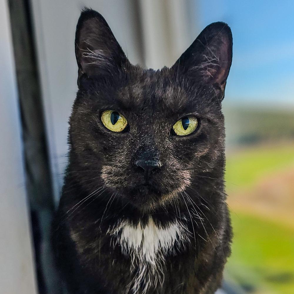 Enlarge Cadbury Clara, a Adoptable mixed breed in Spokane , WA image 1/4