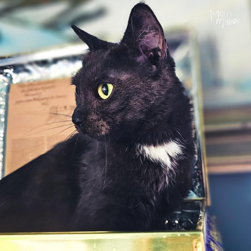 Enlarge Cadbury Clara, a Adoptable mixed breed in Spokane , WA image 2/4