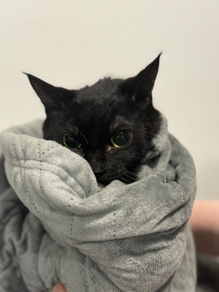 Enlarge ☆Seeking Barn Placement☆ Clara, a Adoptable mixed breed in Spokane , WA image 1/1