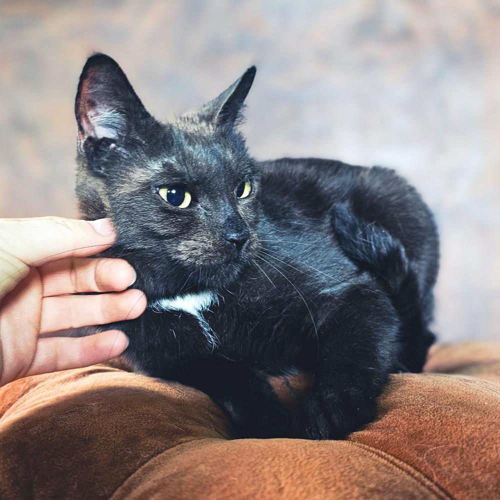 Enlarge Cadbury Clara, a Adoptable mixed breed in Spokane , WA image 3/4