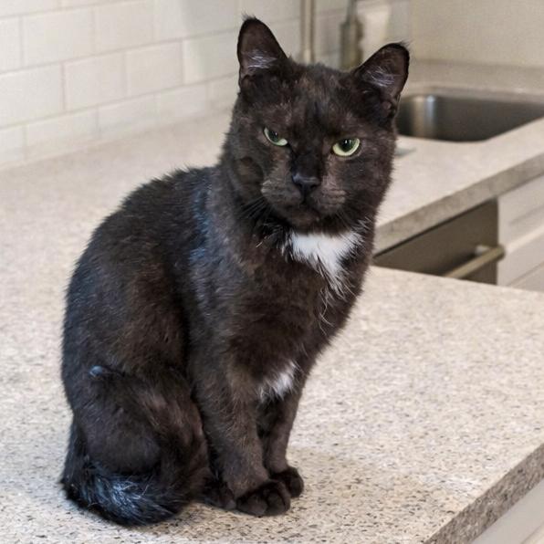 Enlarge Clara, a Adoptable mixed breed in Spokane , WA image 2/2