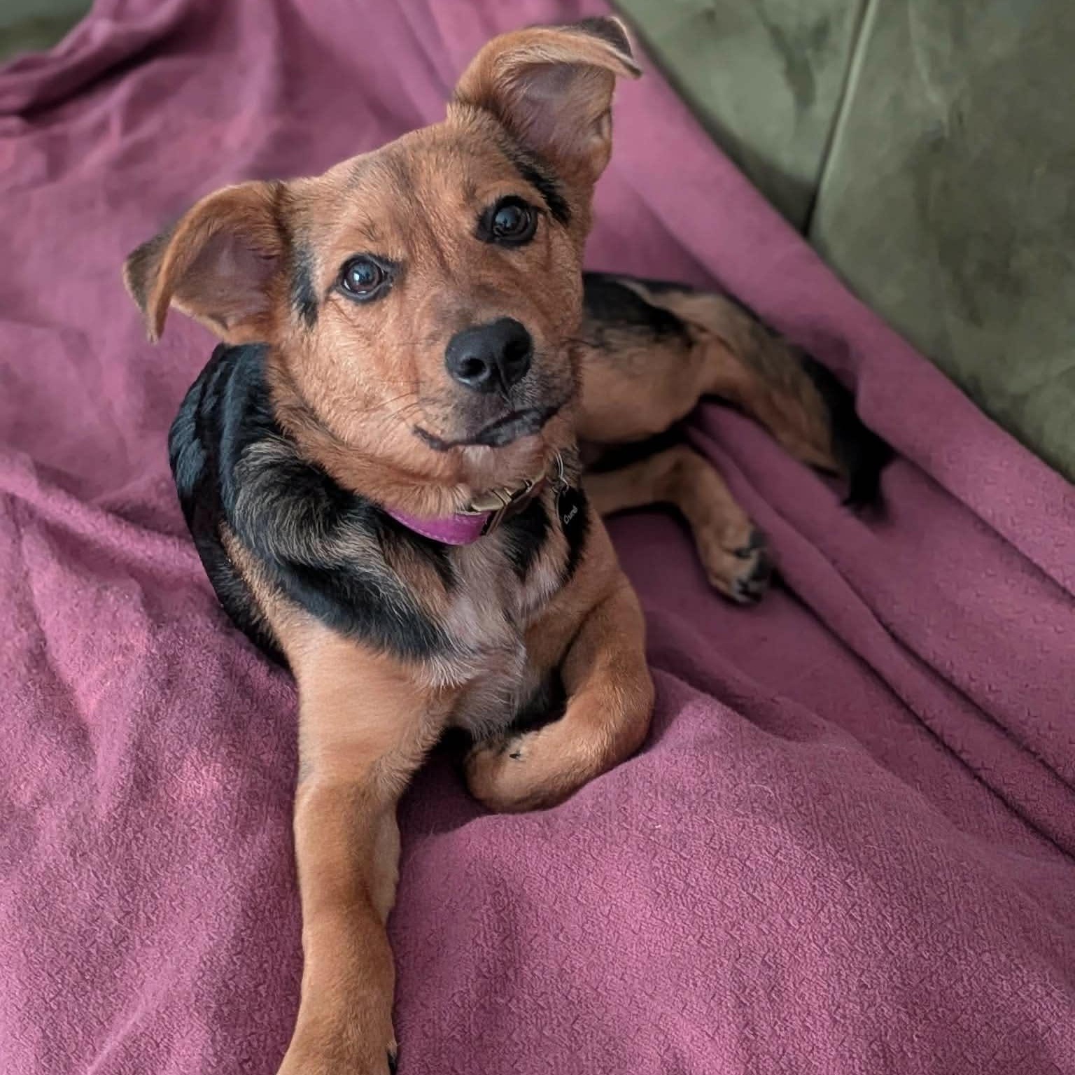 wren, adopted, Young Female Australian Cattle Dog / Blue Heeler & Beagle.