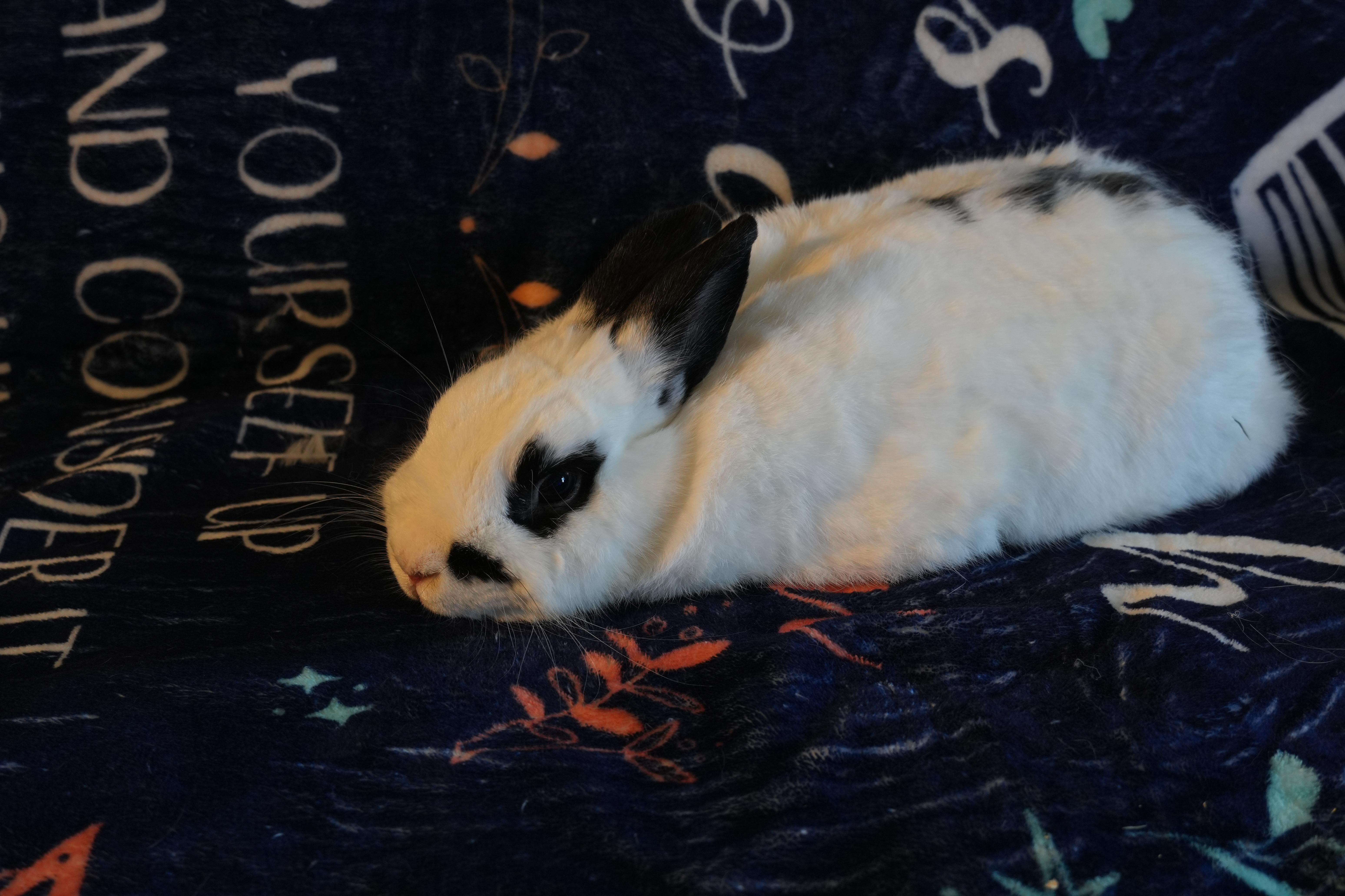 Enlarge Joey, a ADOPTABLE Dutch in Garland, TX image 3/3