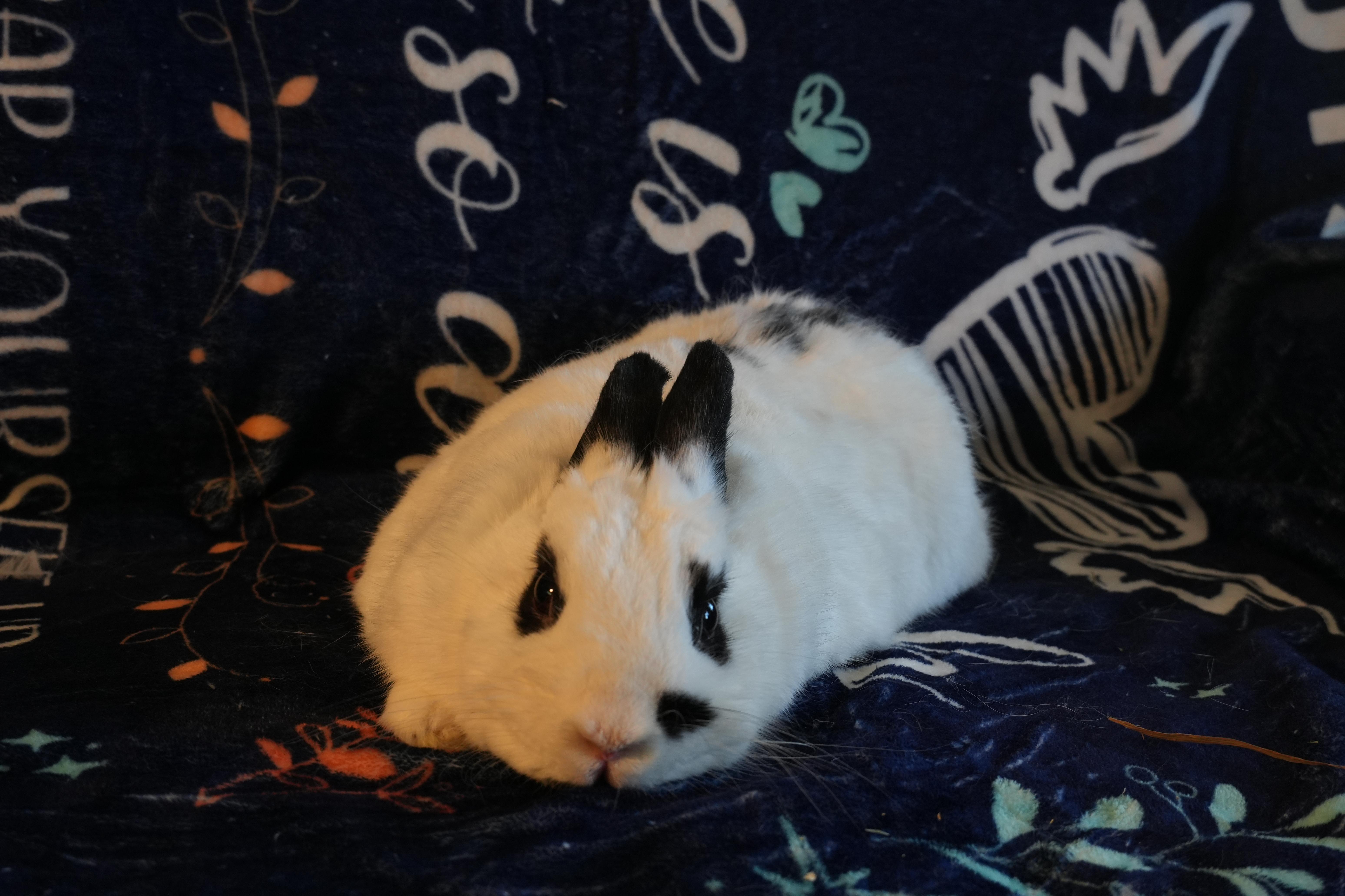 Enlarge Joey, a ADOPTABLE Dutch in Garland, TX image 2/3