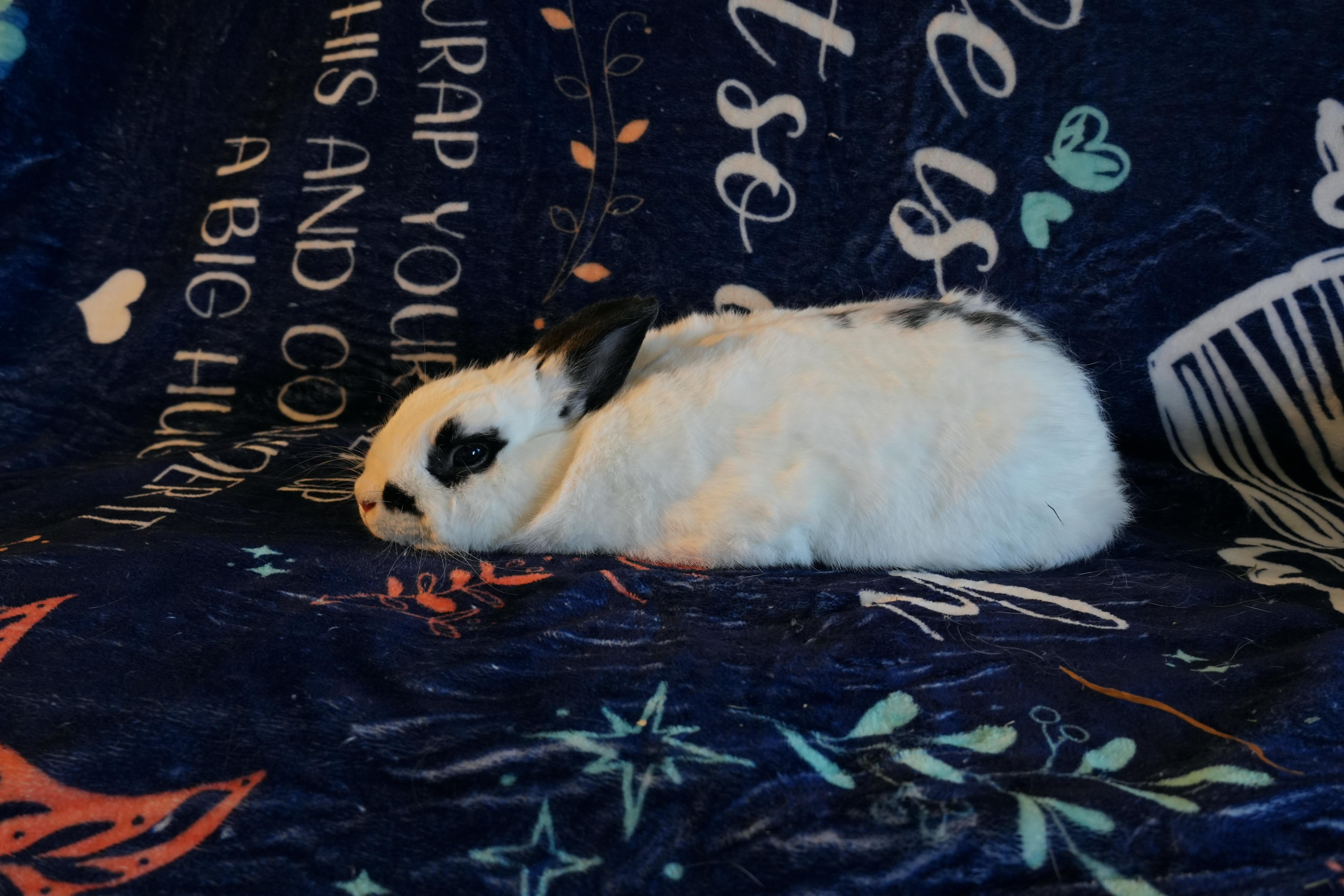 Enlarge Joey, a ADOPTABLE Dutch in Garland, TX image 1/3