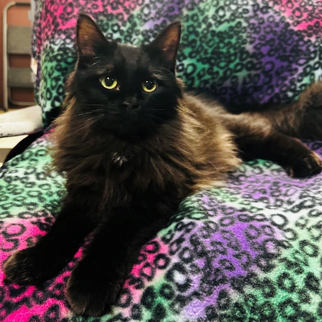 Cecil, Adopted, Young Male Domestic Long Hair.