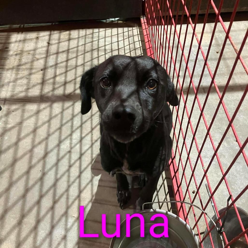Enlarge Luna, a Adoptable Black Labrador Retriever in Madill, OK image 1/1