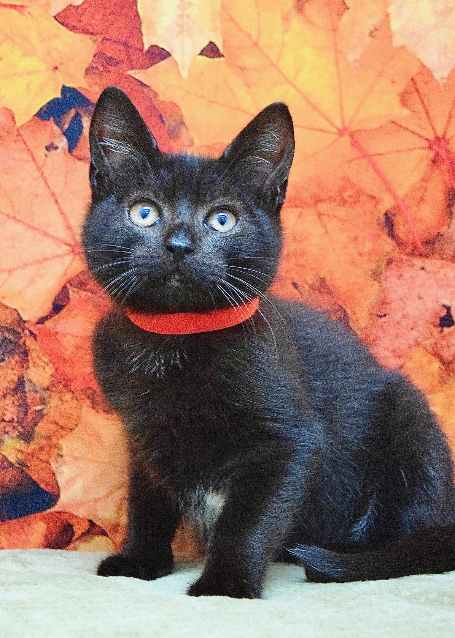 Enlarge Oliver, a Adoptable Domestic Short Hair in Dublin, CA image 1/1