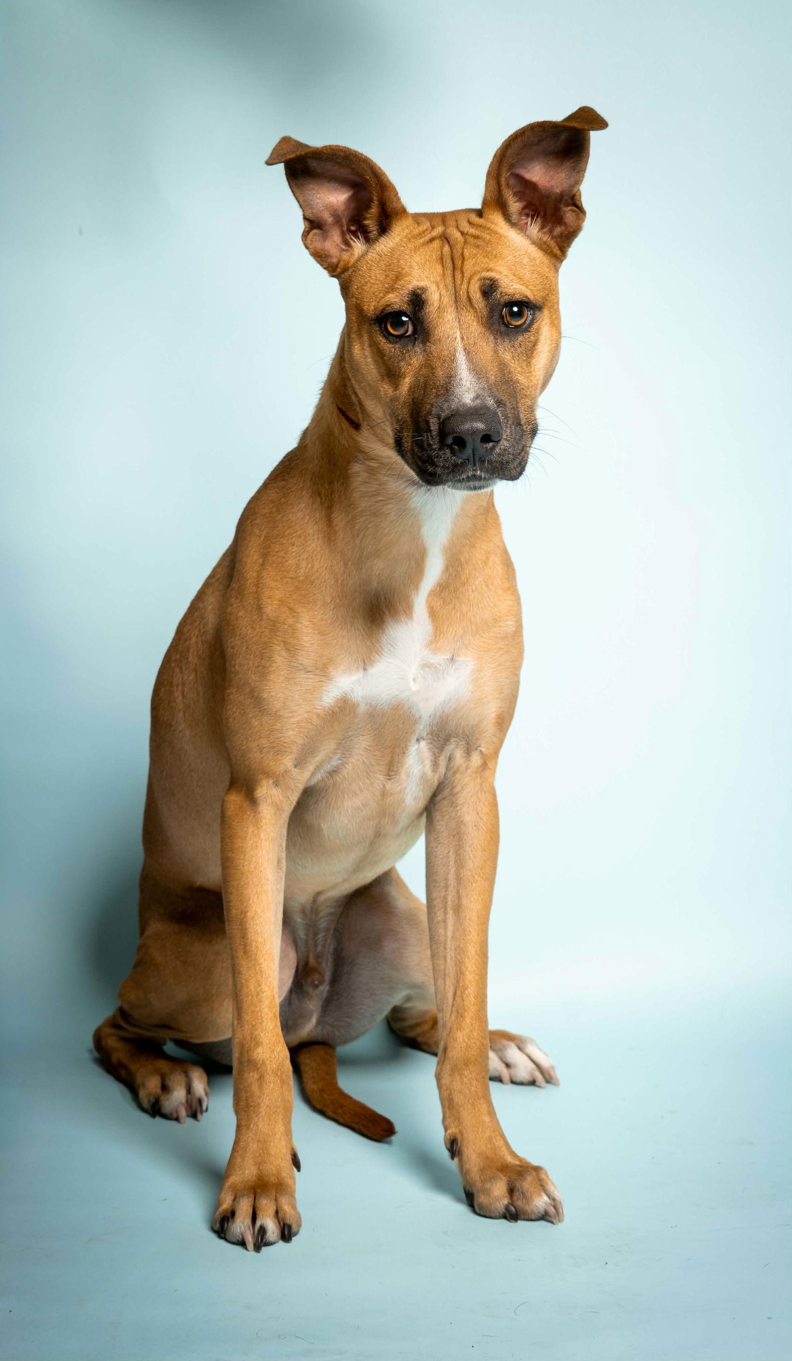 Enlarge Bruno, a Adopted Black Mouth Cur in Richardson, TX image 1/1