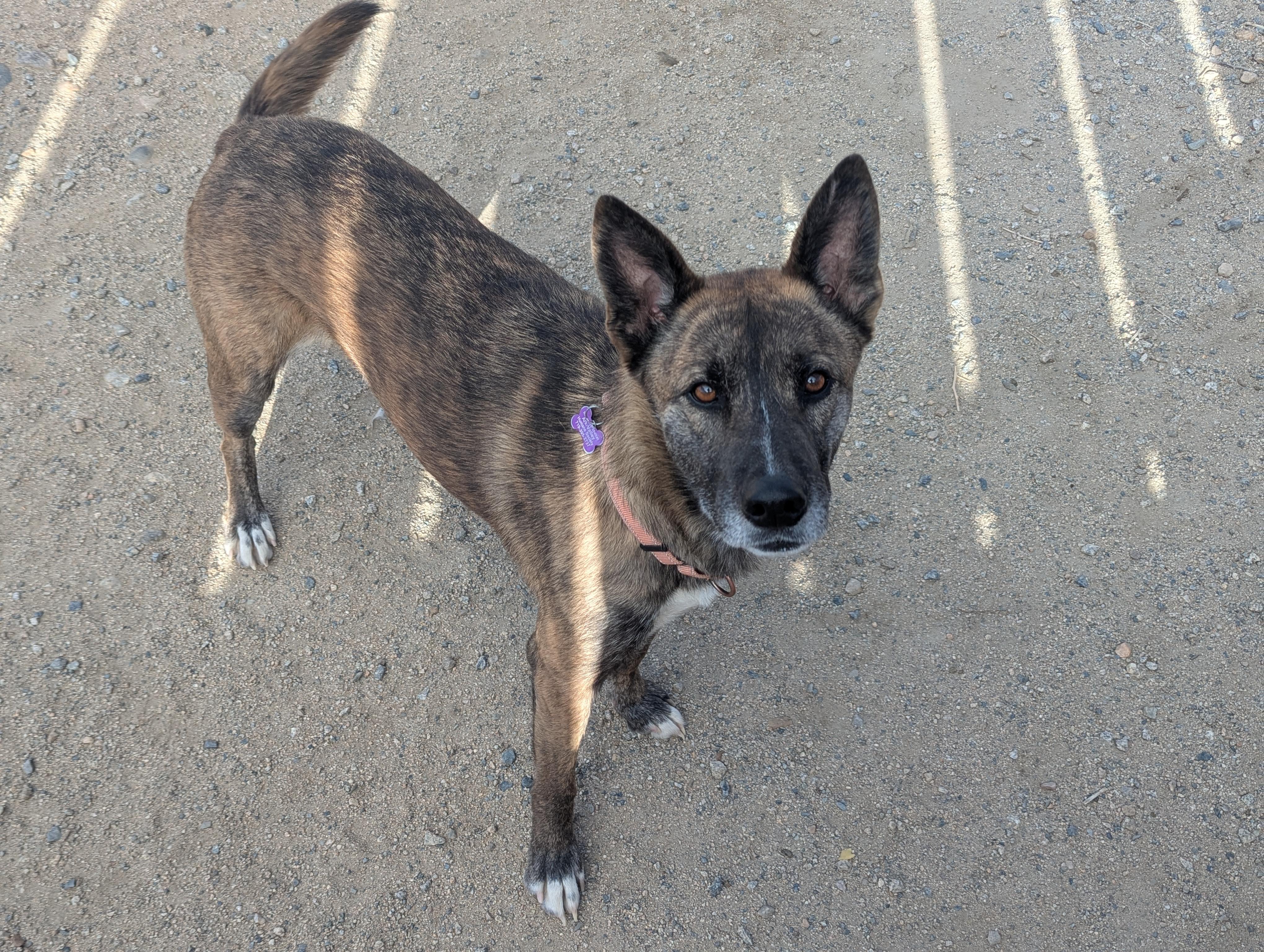 Ty, ADOPTABLE, Adult Male Belgian Shepherd / Malinois.