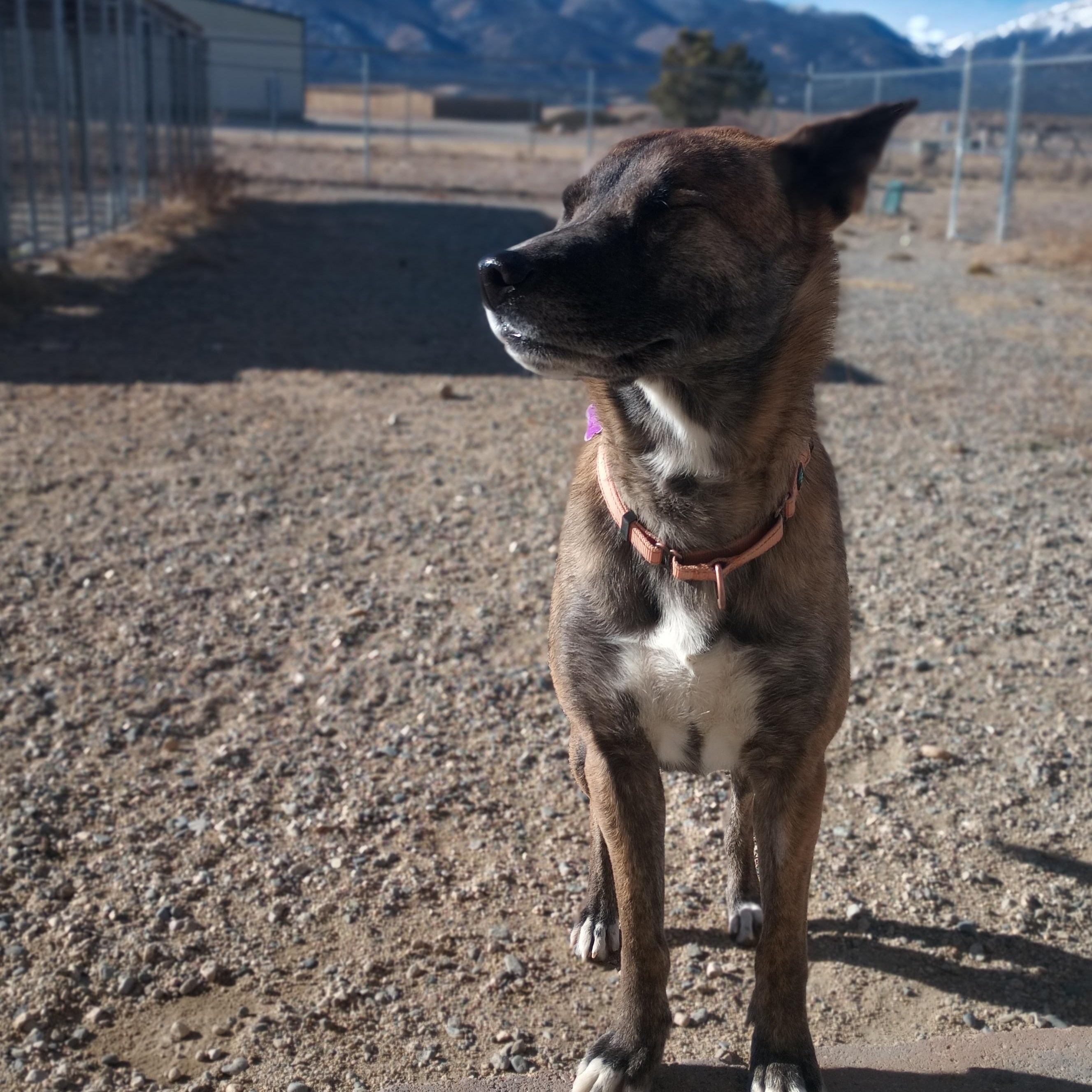Enlarge Ty, a ADOPTABLE mixed breed in Buena Vista, CO image 3/5