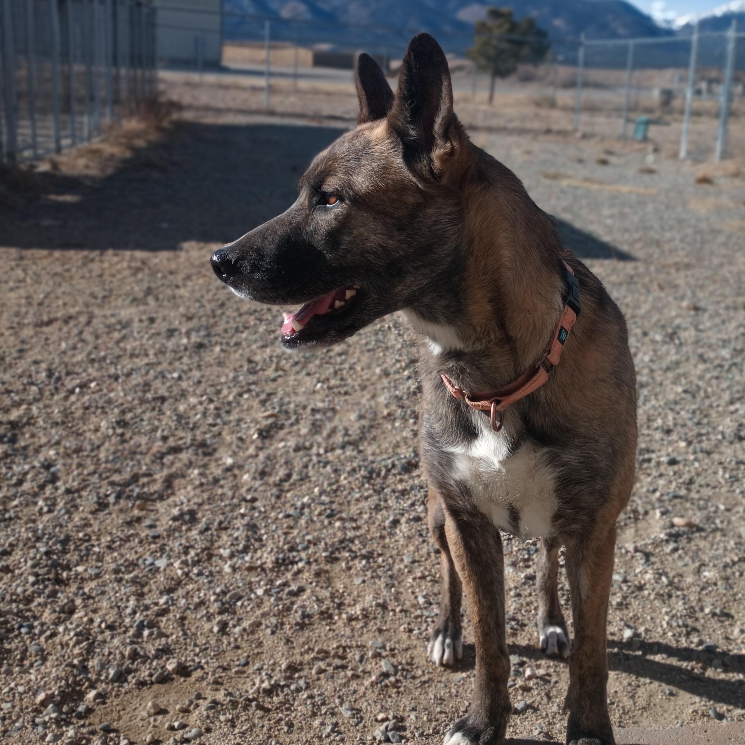 Enlarge Ty, a ADOPTABLE mixed breed in Buena Vista, CO image 2/5