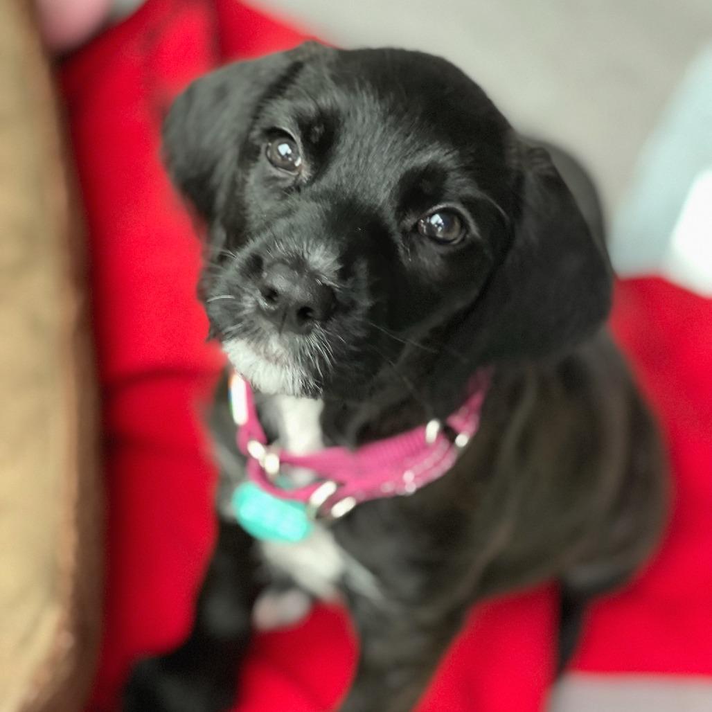 Enlarge Pebbles, a Adoptable mixed breed in North Hollywood, CA image 1/6