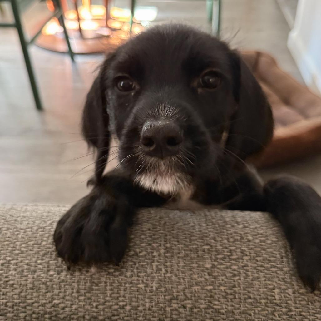 Enlarge Pebbles, a Adoptable mixed breed in North Hollywood, CA image 2/6