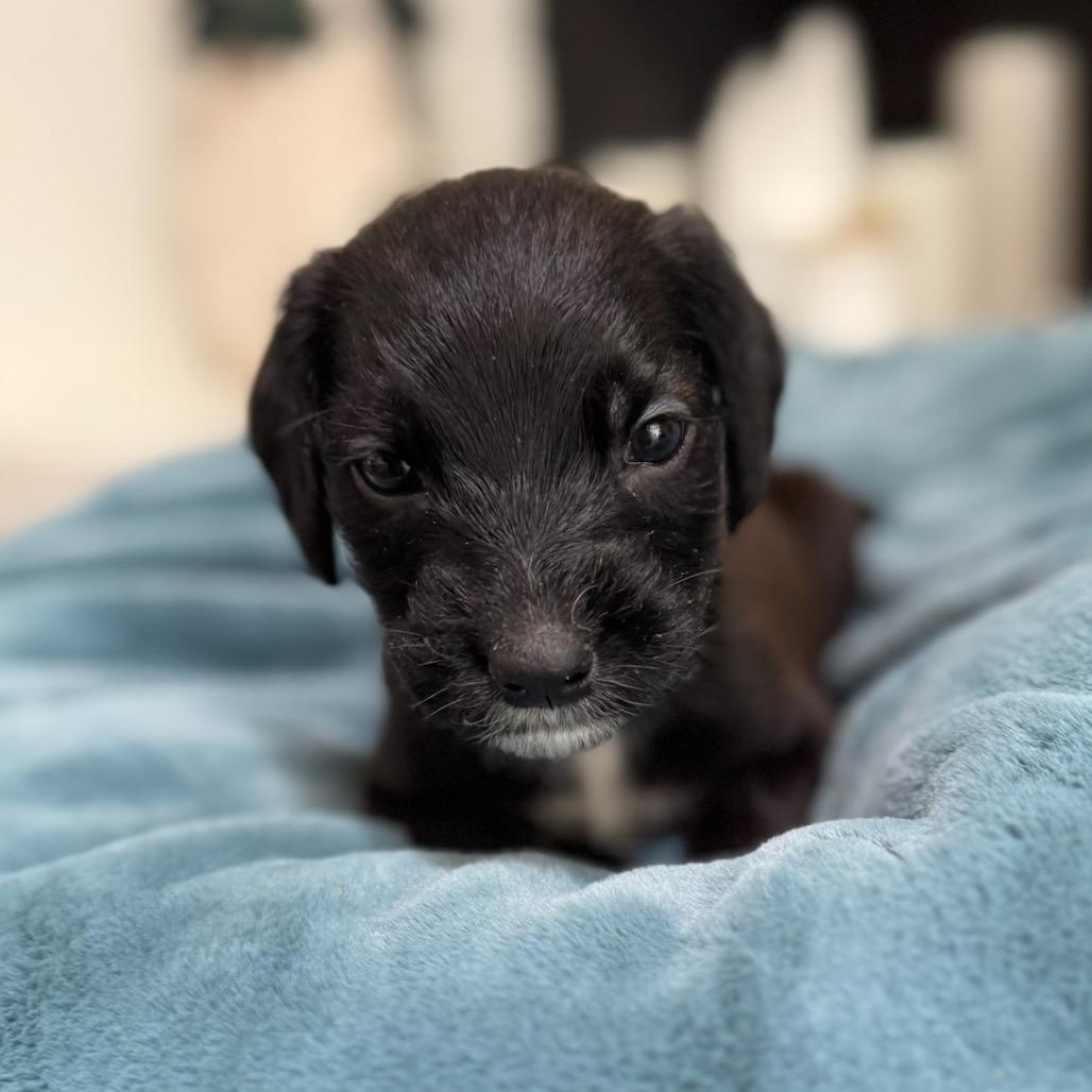 Pebbles, Adoptable, Puppy Female Terrier & Schnauzer.