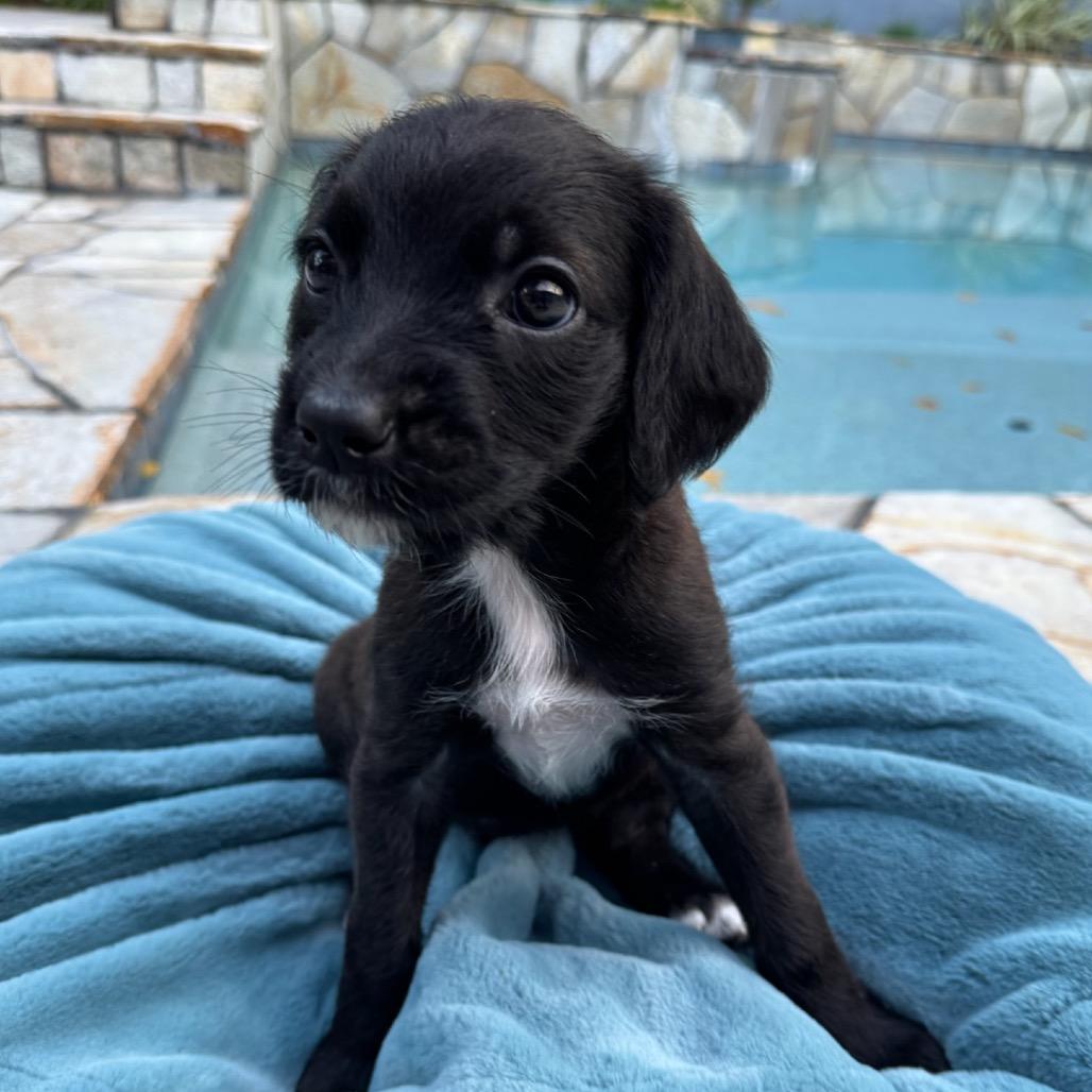 Enlarge Pebbles, a Adoptable mixed breed in North Hollywood, CA image 2/5