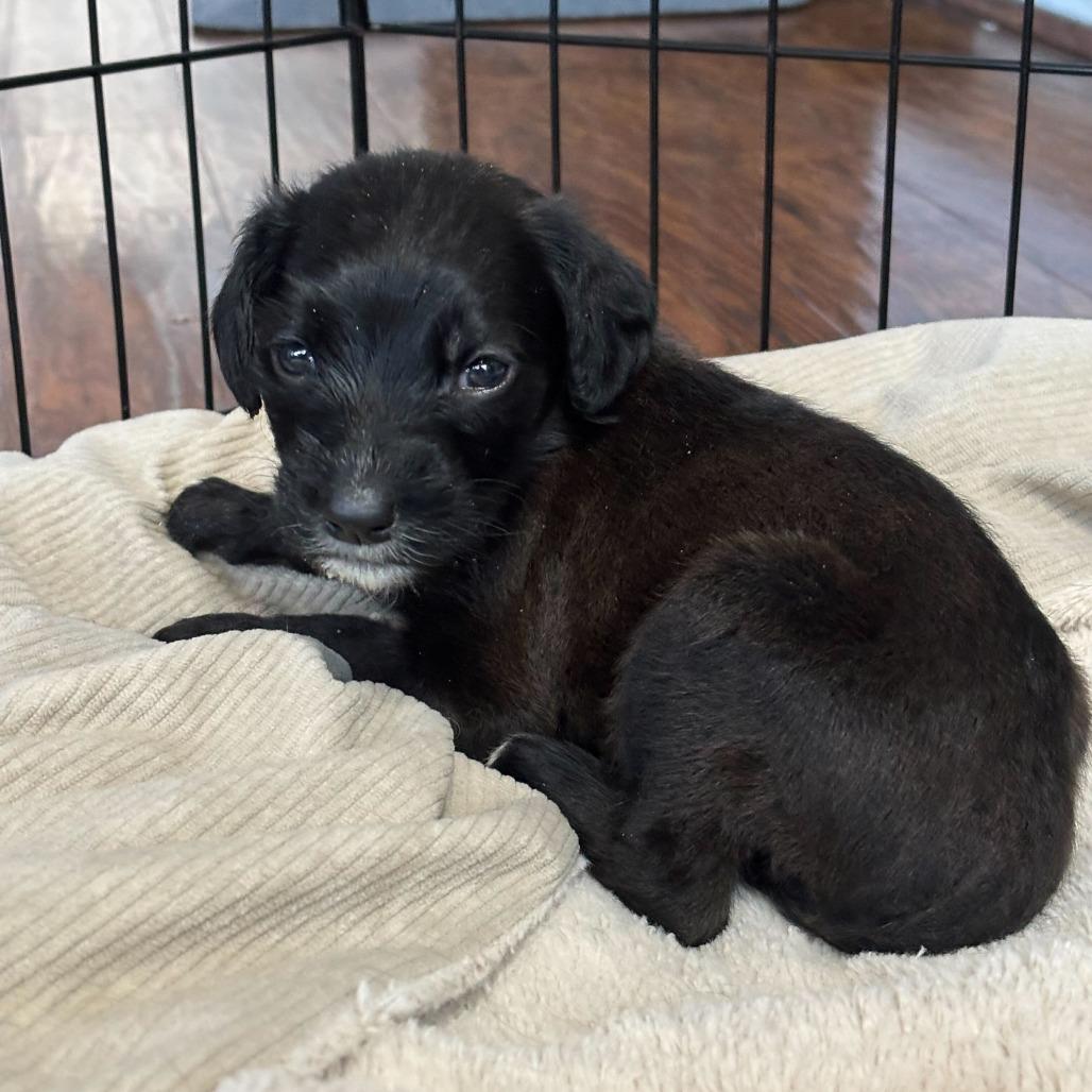 Enlarge Pebbles, a Adoptable mixed breed in North Hollywood, CA image 3/5