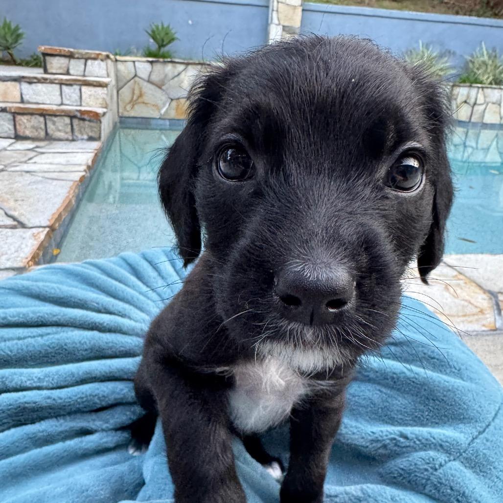Enlarge Pebbles, a Adoptable mixed breed in North Hollywood, CA image 4/5