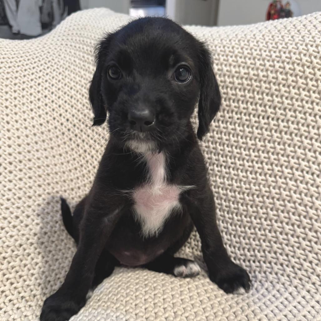 Enlarge Pebbles, a Adoptable mixed breed in North Hollywood, CA image 5/5