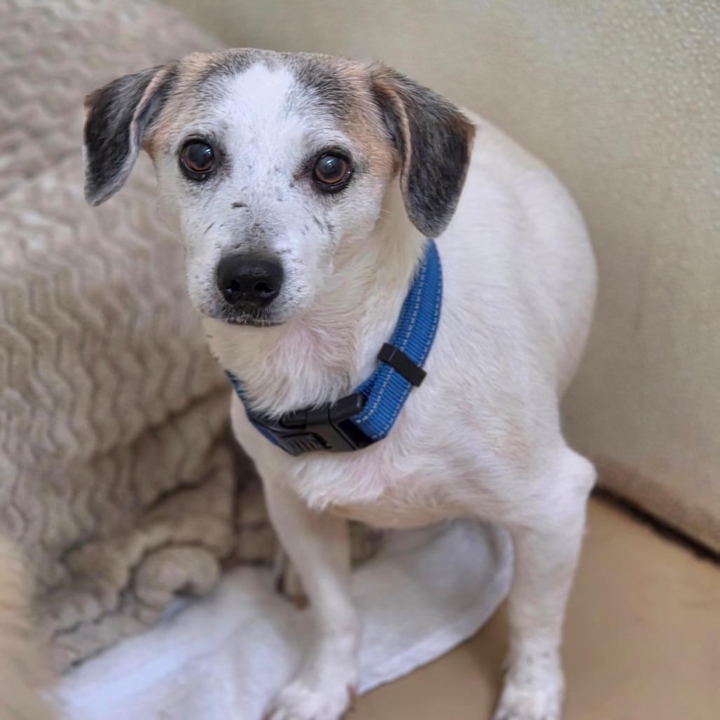 Rory- Costa Mesa Location, Adoptable, Adult Male Dachshund & Jack Russell Terrier.