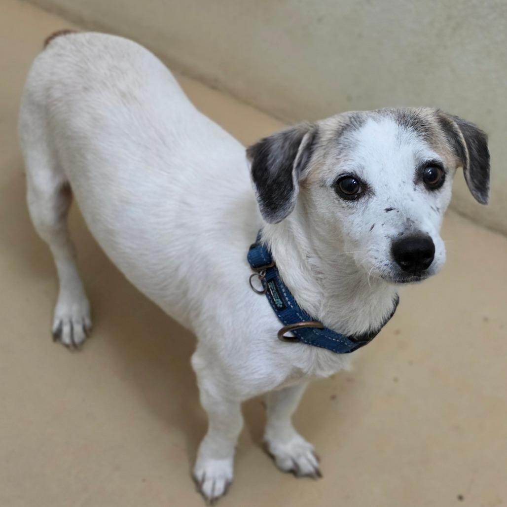 Enlarge Rory- Costa Mesa Location, a Adoptable mixed breed in Chino Hills, CA image 2/6