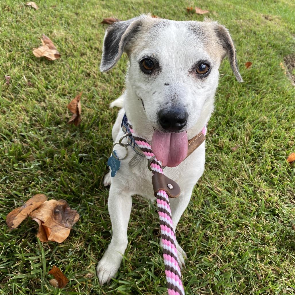 Enlarge Rory- Costa Mesa Location, a Adoptable mixed breed in Chino Hills, CA image 3/6