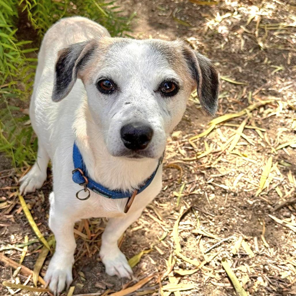 Enlarge Rory- Costa Mesa Location, a Adoptable mixed breed in Chino Hills, CA image 4/6