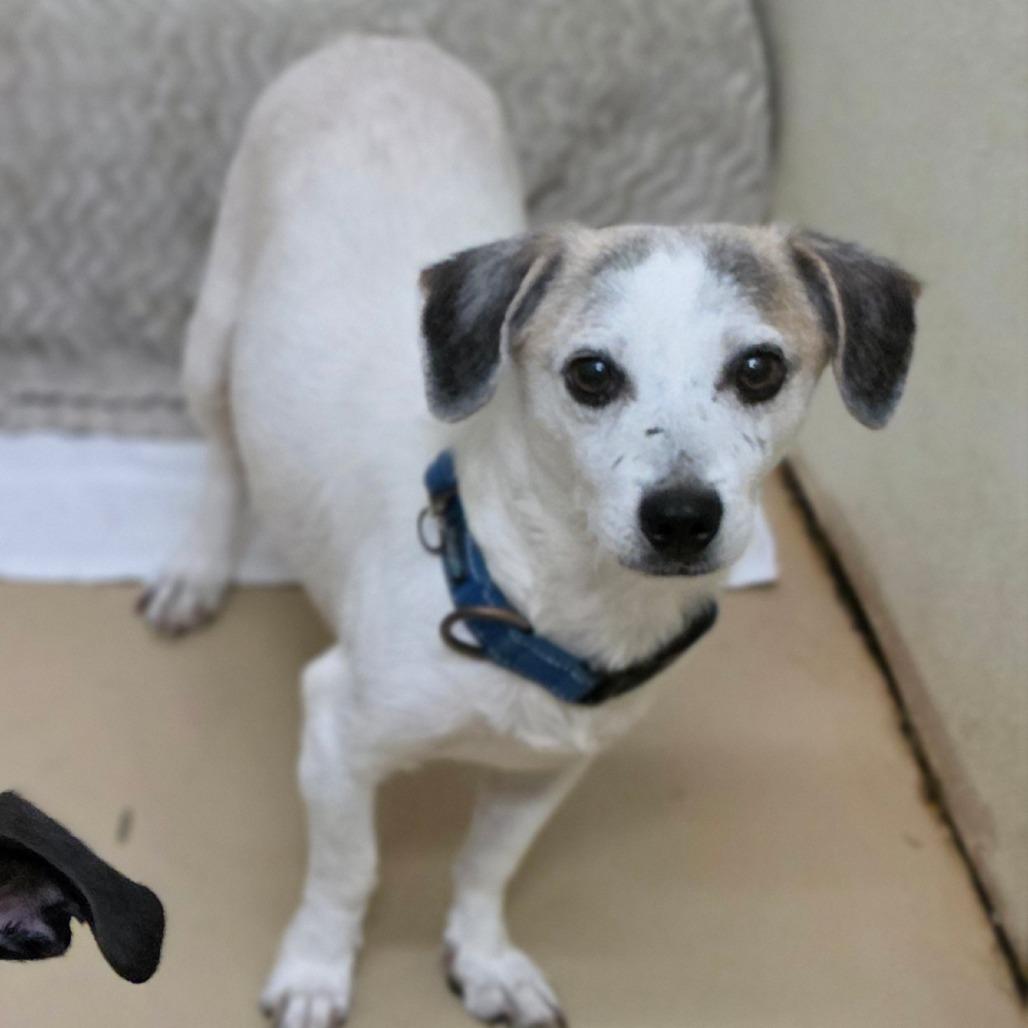 Enlarge Rory- Costa Mesa Location, a Adoptable mixed breed in Chino Hills, CA image 5/6