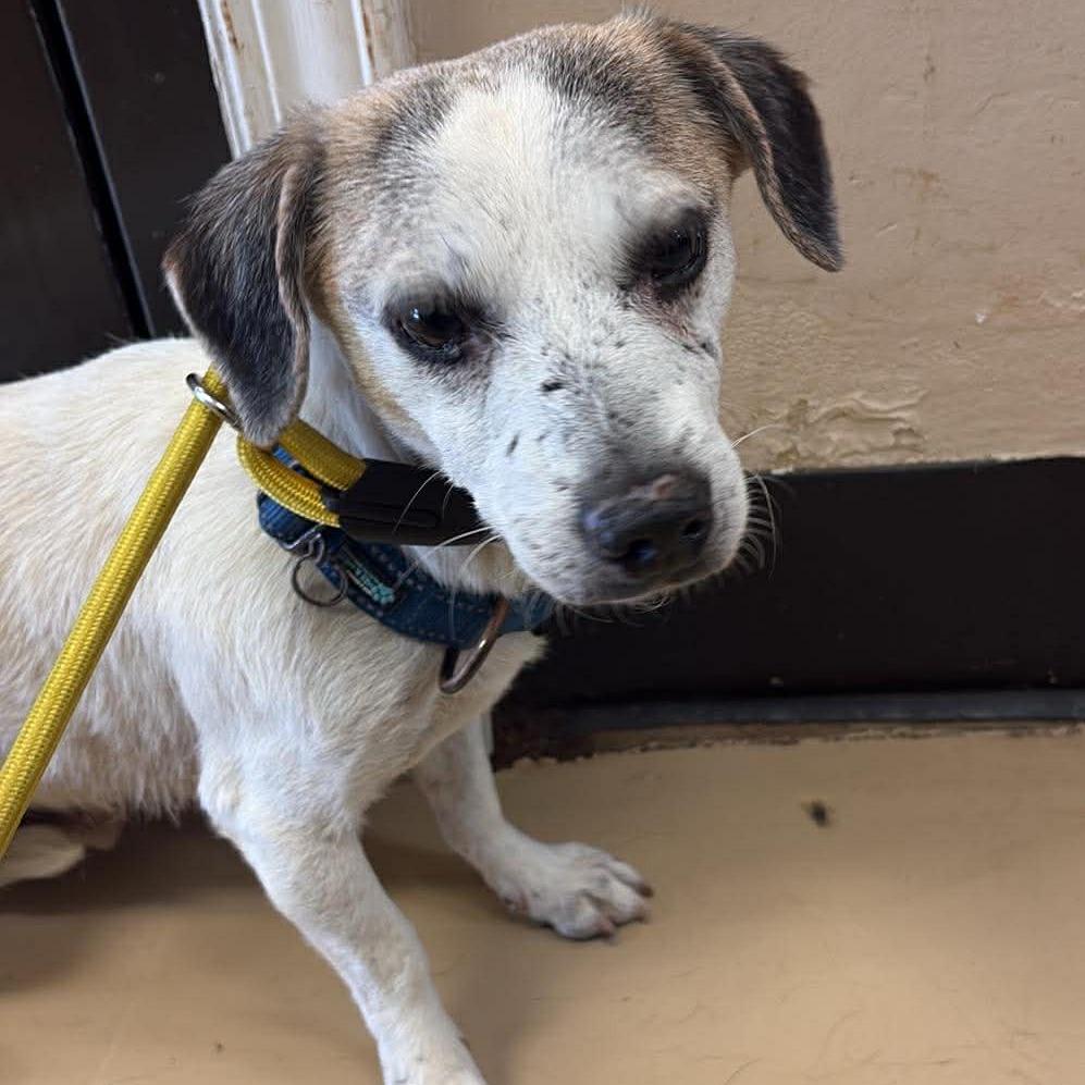 Enlarge Rory- Costa Mesa Location, a Adoptable mixed breed in Chino Hills, CA image 6/6