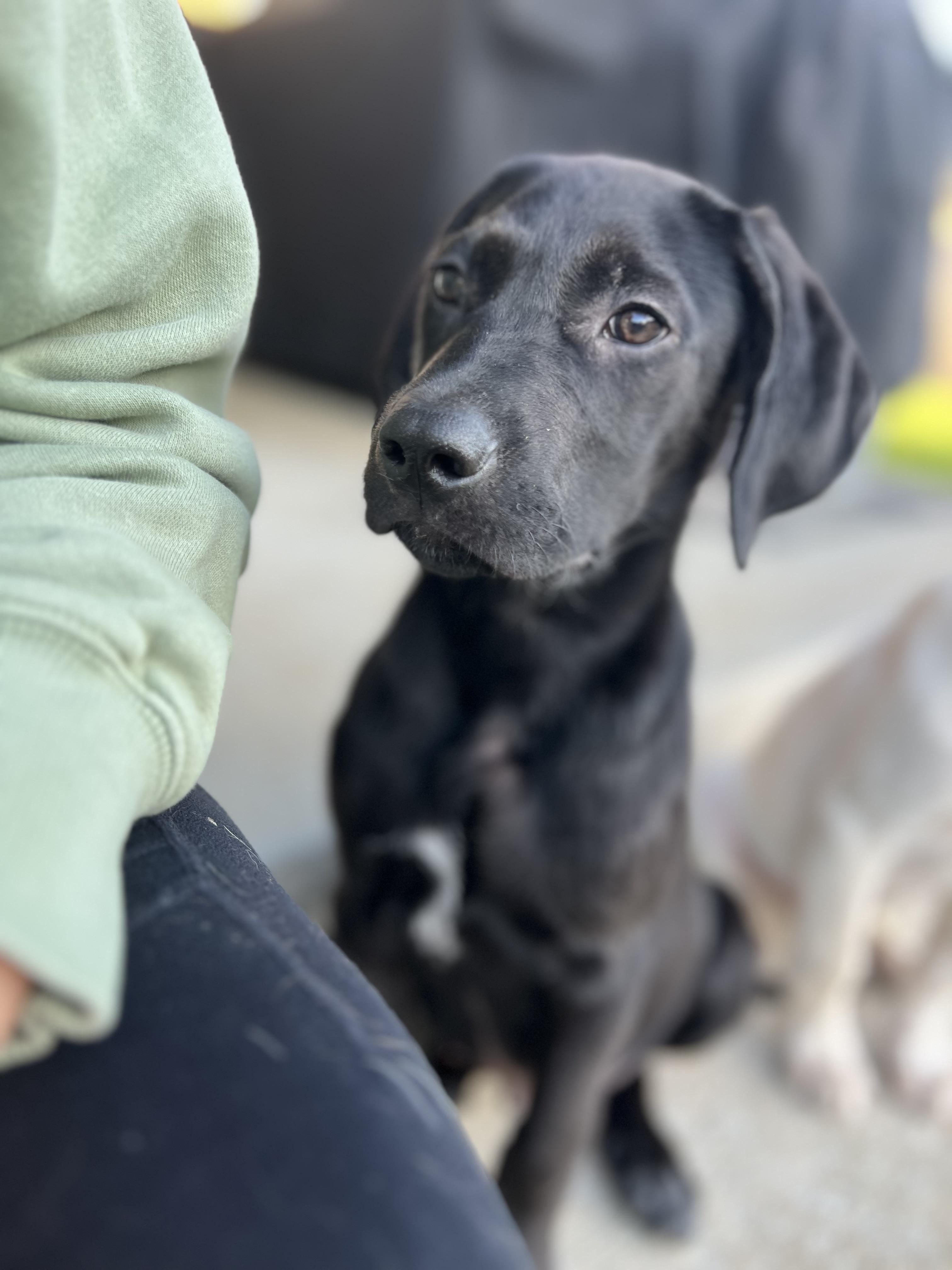 Enlarge Harvey , a Adoptable mixed breed in West Greenwich , RI image 3/6
