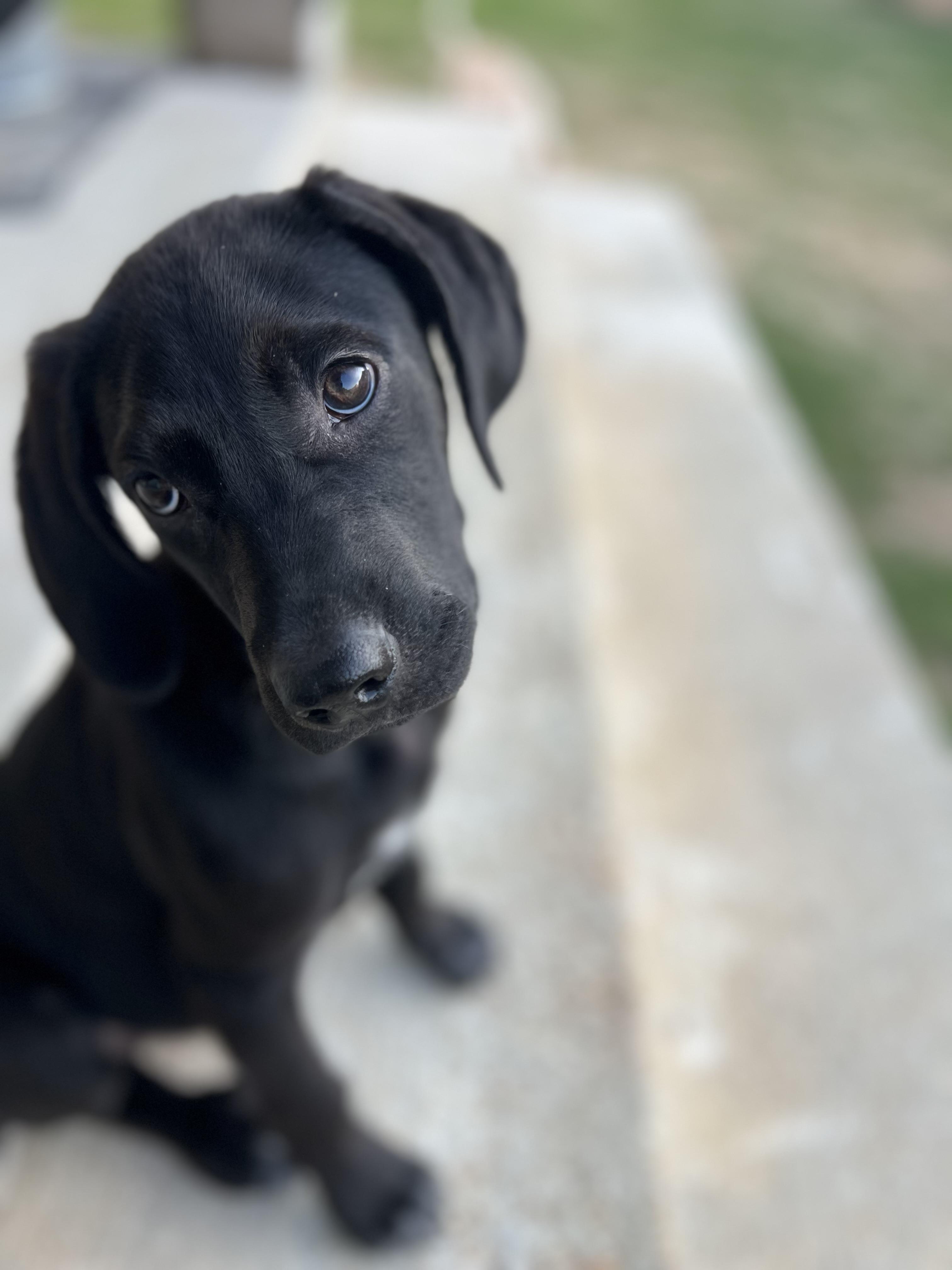 Enlarge Harvey , a Adoptable mixed breed in West Greenwich , RI image 5/6