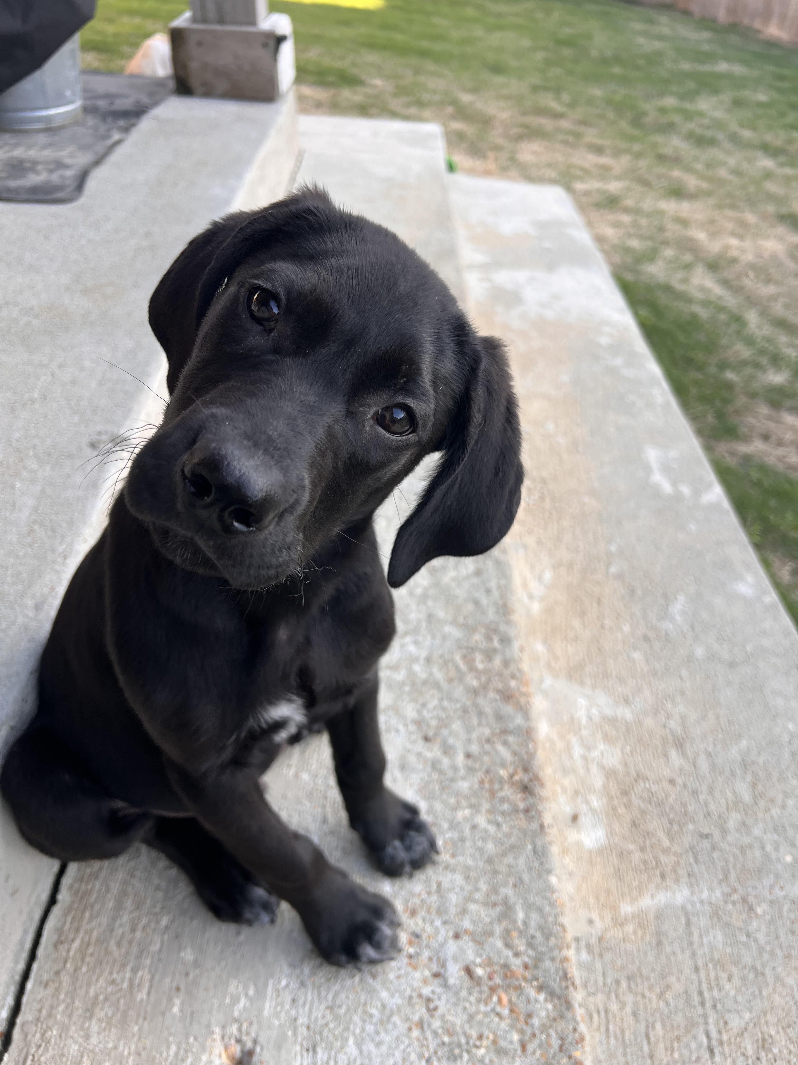 Enlarge Harvey , a Adoptable mixed breed in West Greenwich , RI image 2/6