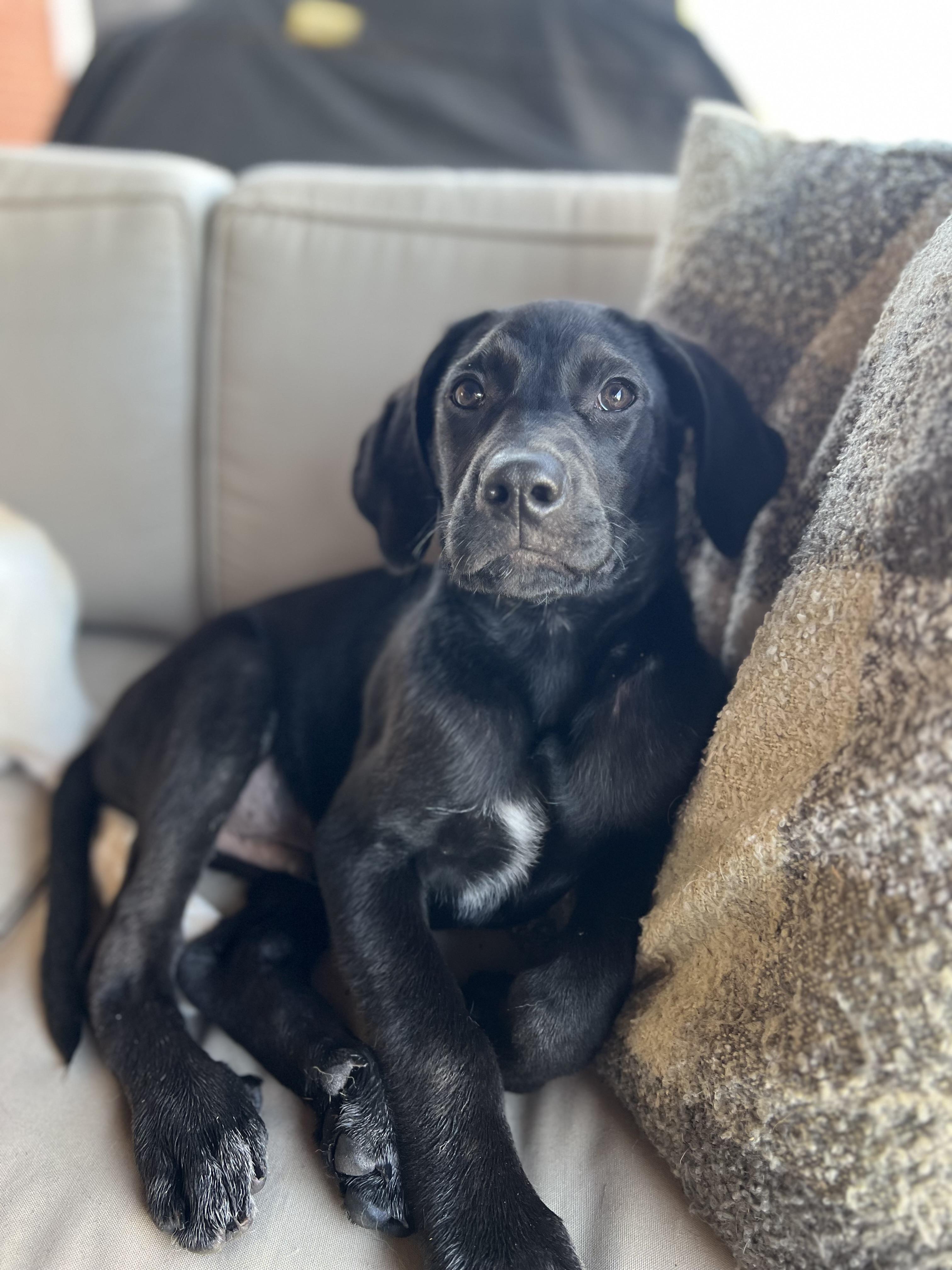 Enlarge Harvey , a Adoptable mixed breed in West Greenwich , RI image 4/6