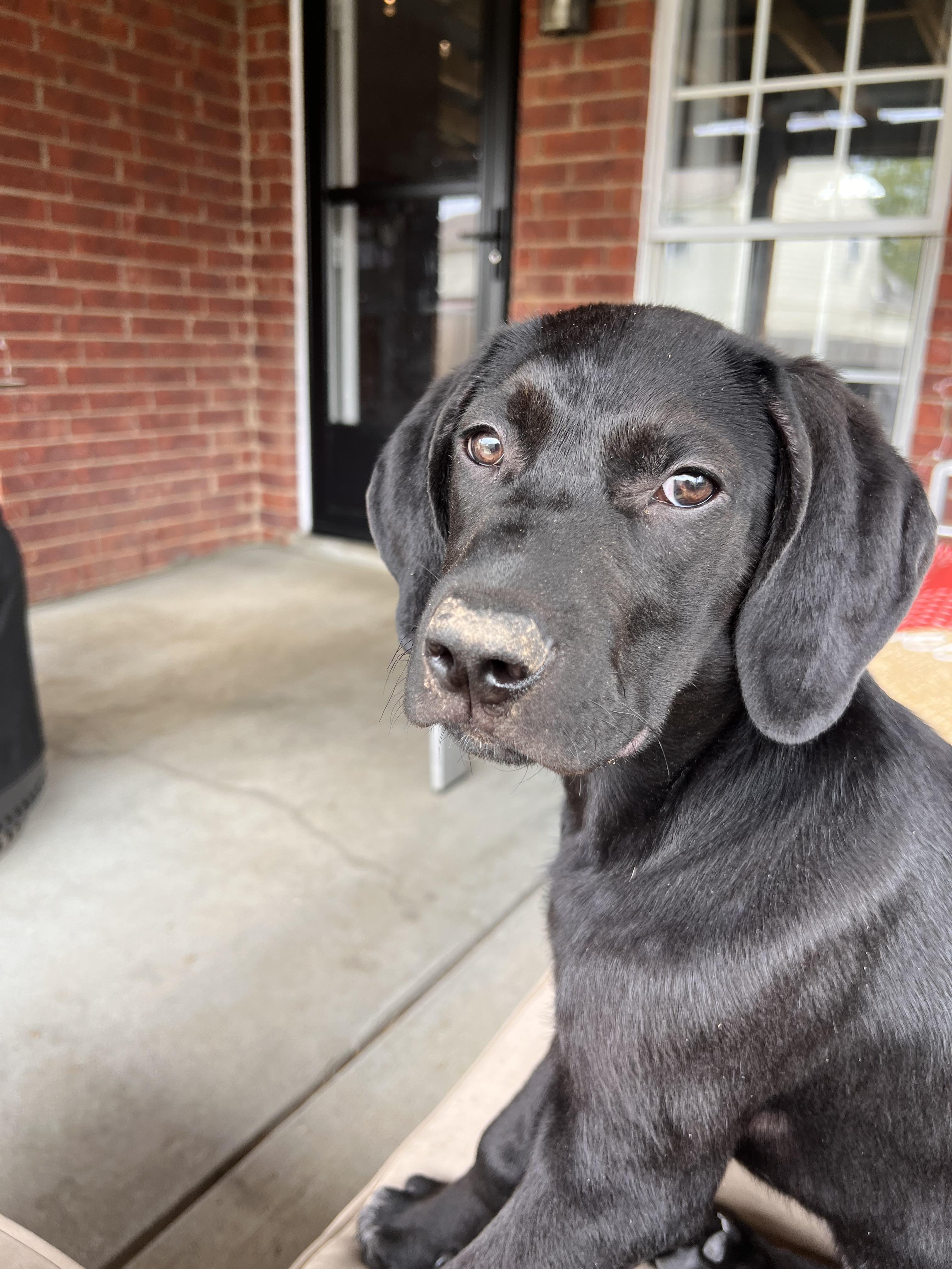 Enlarge Harvey , a Adoptable mixed breed in West Greenwich , RI image 6/6