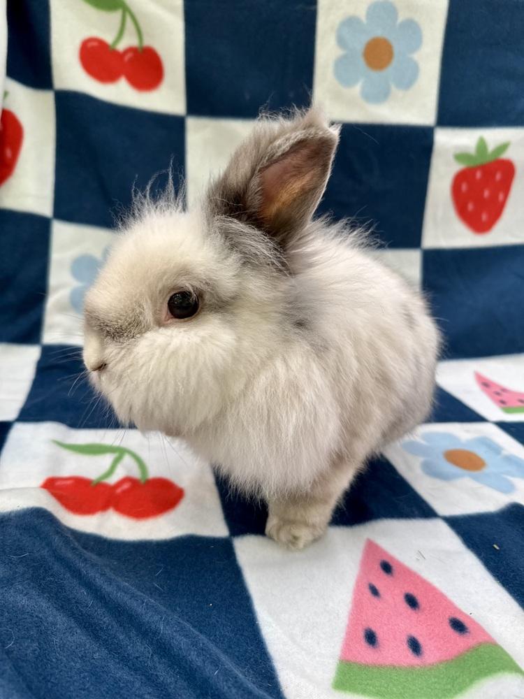Judd (Bonded to Jac), Adoptable, Adult Male Lionhead & American Fuzzy Lop.