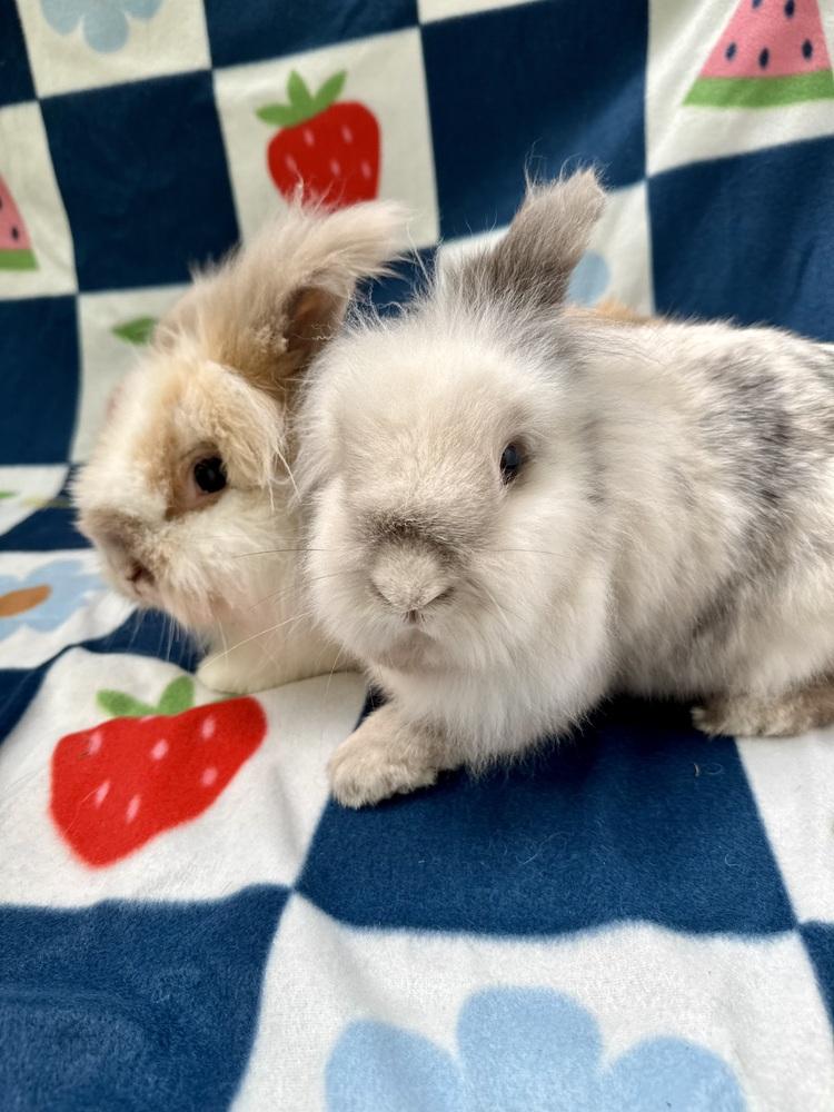 Enlarge Judd (Bonded to Jac), a Adoptable mixed breed in Gainesville, FL image 2/6