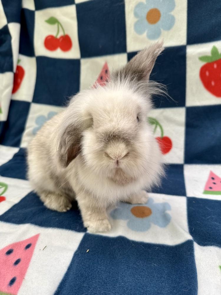 Enlarge Judd (Bonded to Jac), a Adoptable mixed breed in Gainesville, FL image 3/6