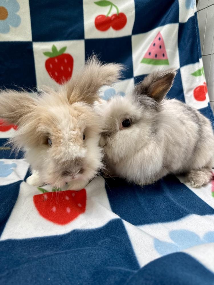 Enlarge Judd (Bonded to Jac), a Adoptable mixed breed in Gainesville, FL image 5/6