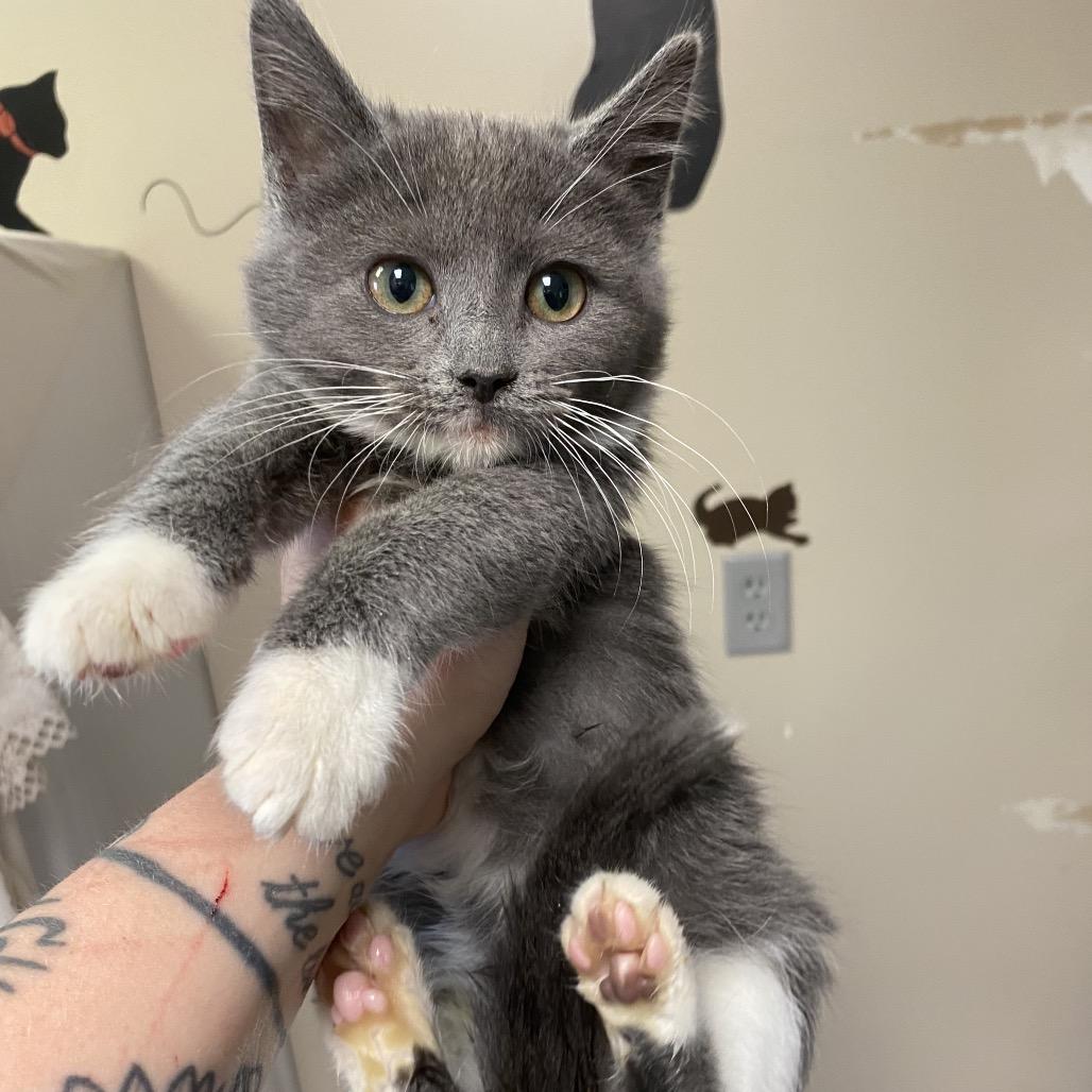 Mabel, Adoptable, Kitten Female Domestic Short Hair.